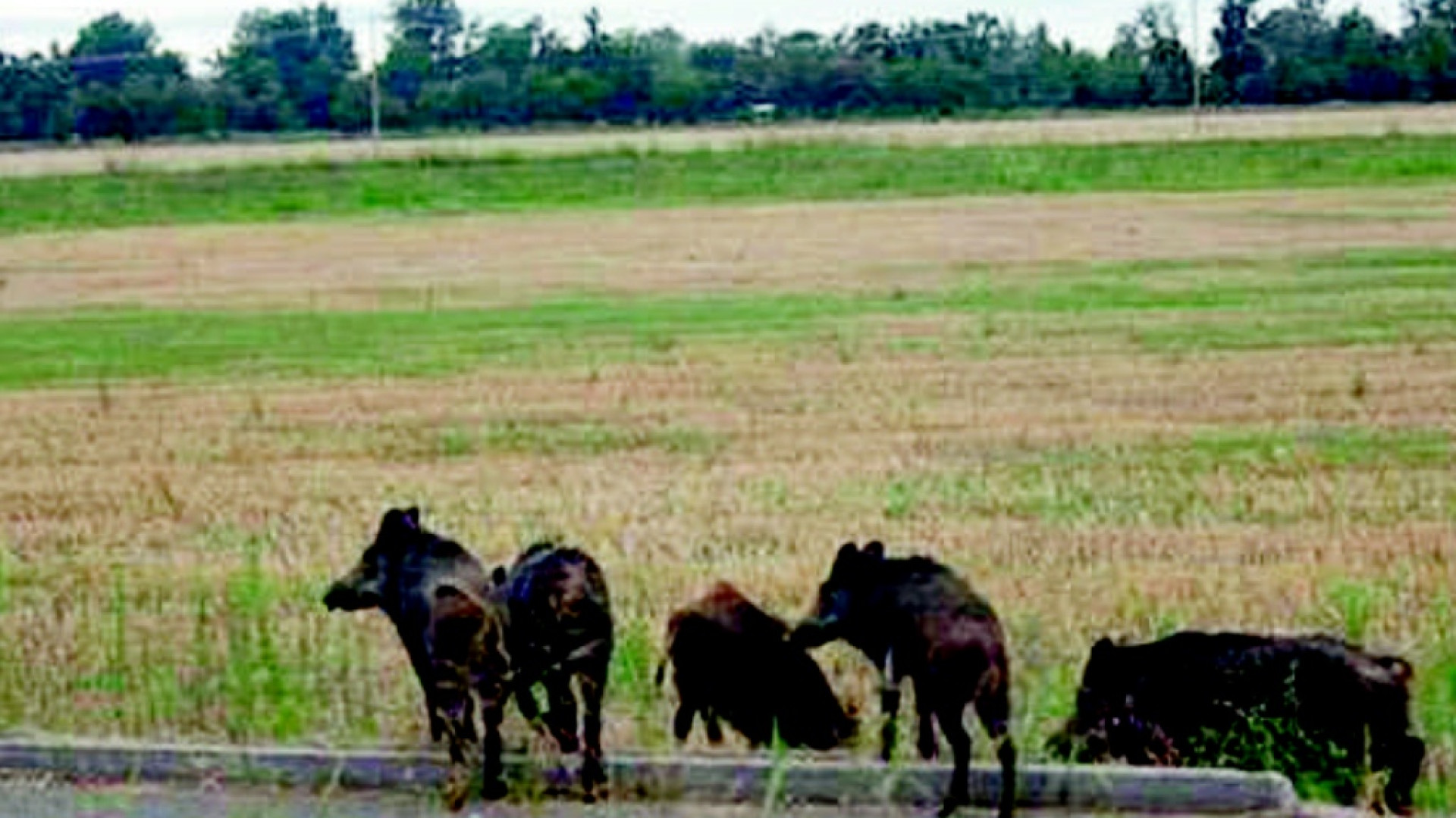 Ancora cinghiali in autostrada: nuovo incidente in A1 a Fiorenzuola