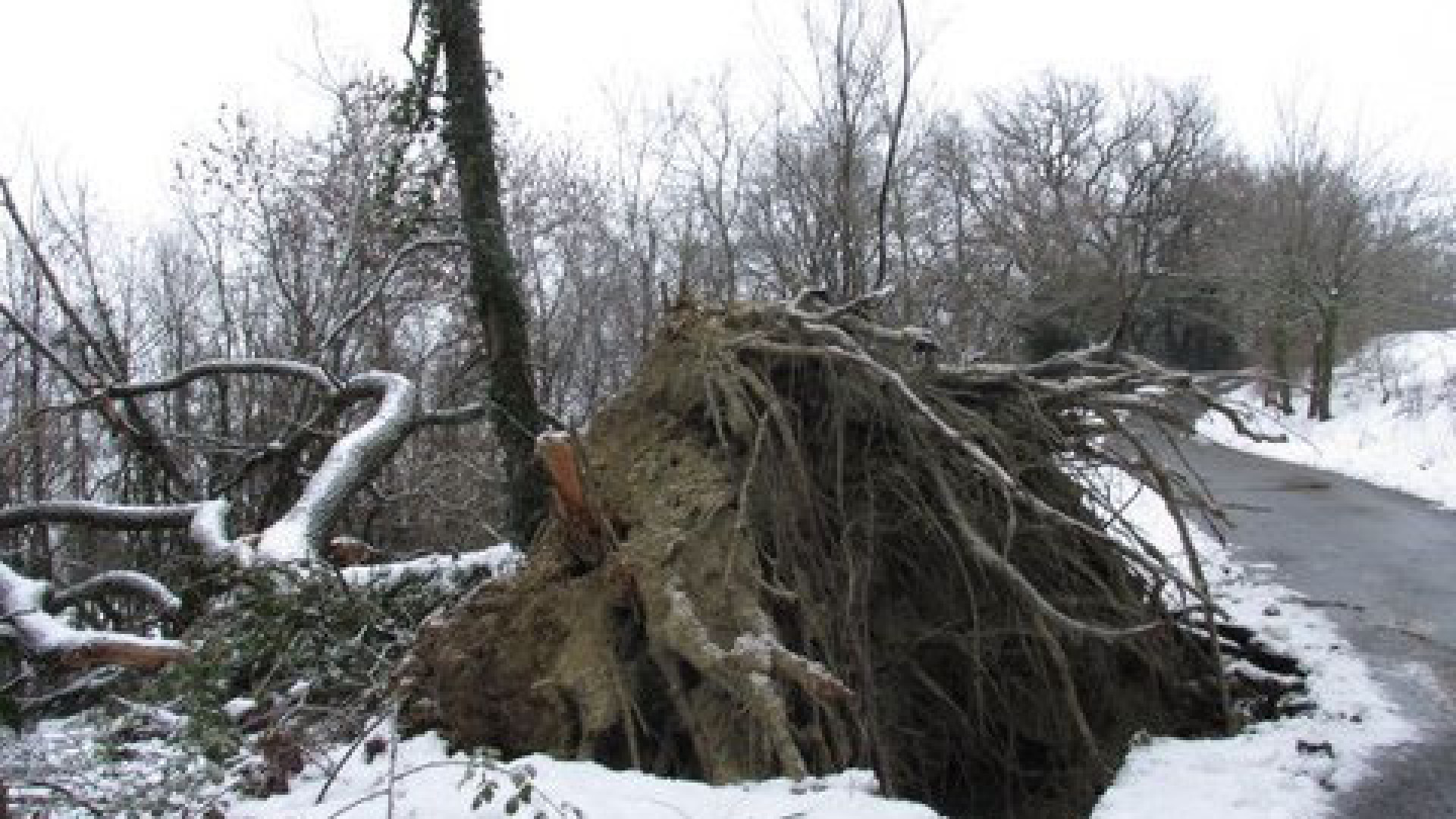 Piozzano: la quercia supera i cento anni di vita, ma non regge a Big Snow