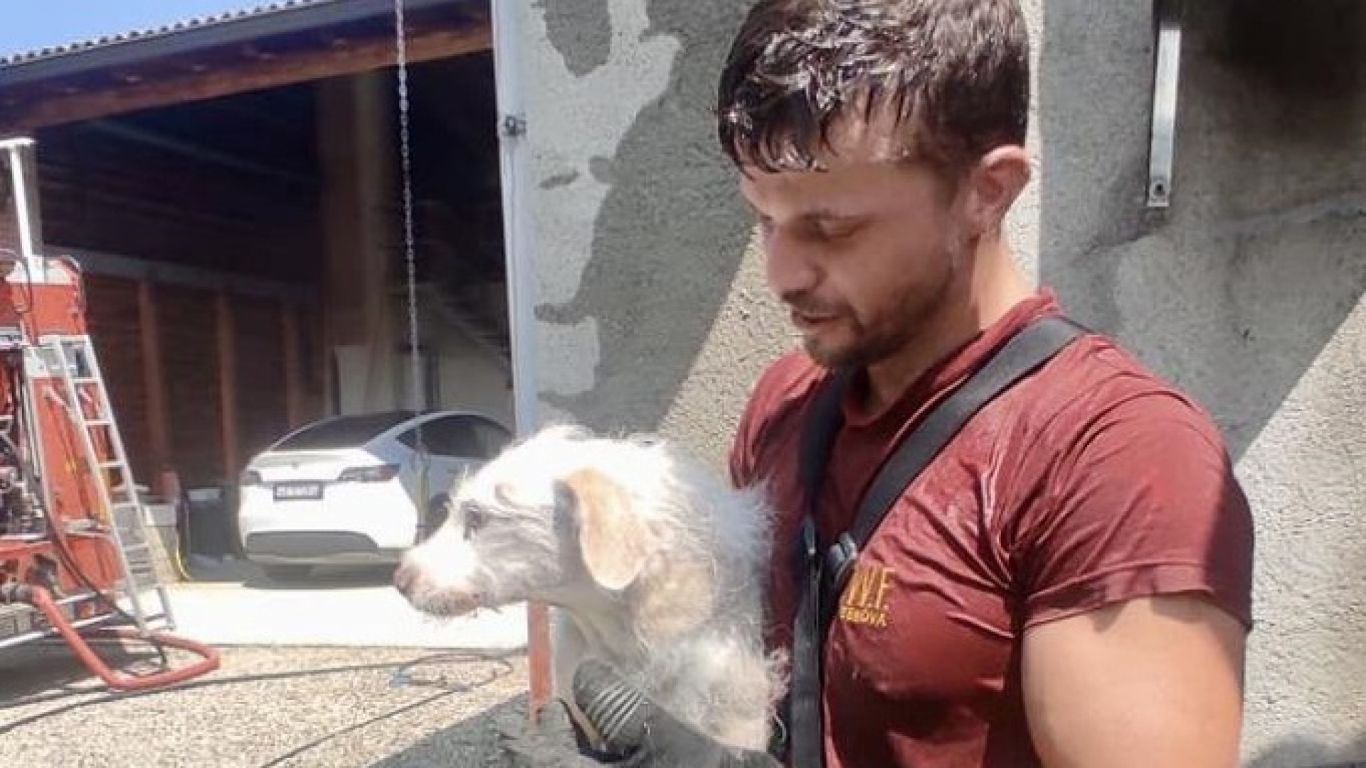 I proprietari sono al mercato, la casa va a fuoco: cane salvato dalle fiamme