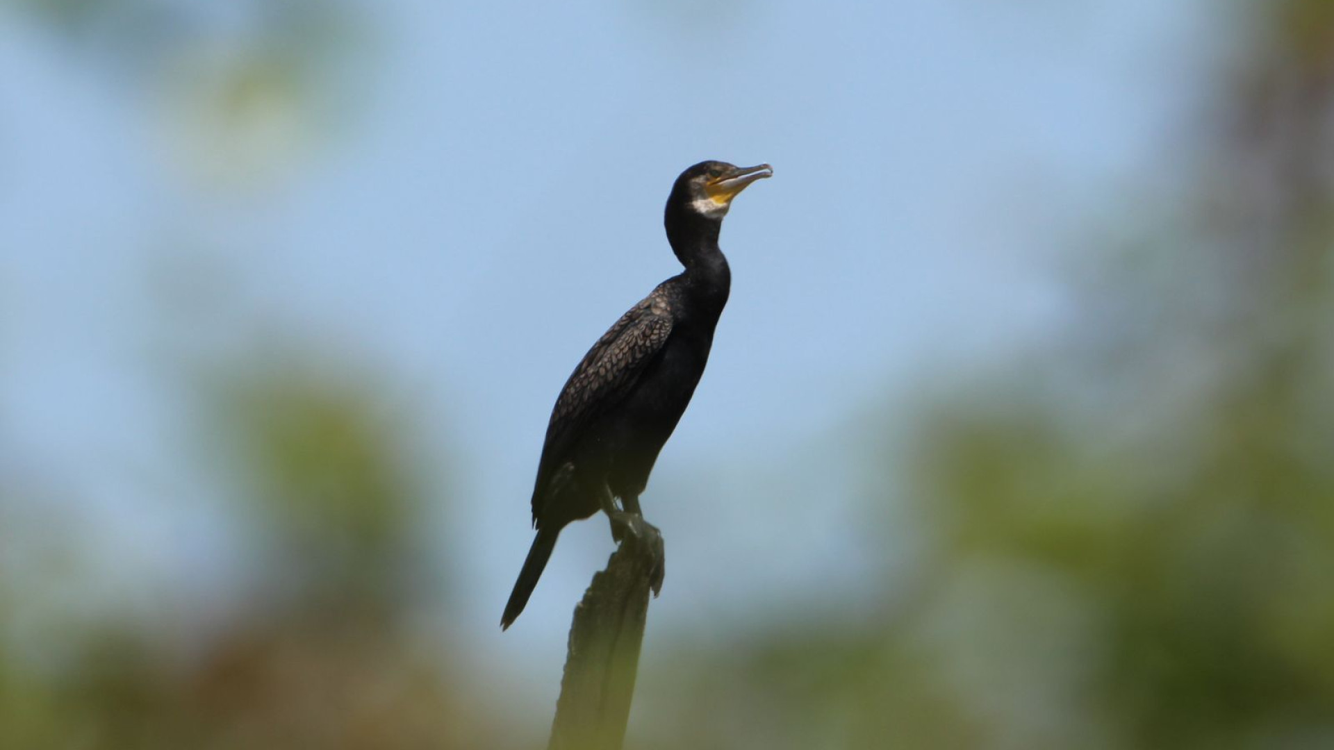 "Abbattere i cormorani in eccesso nel Piacentino? Intervento inutile"