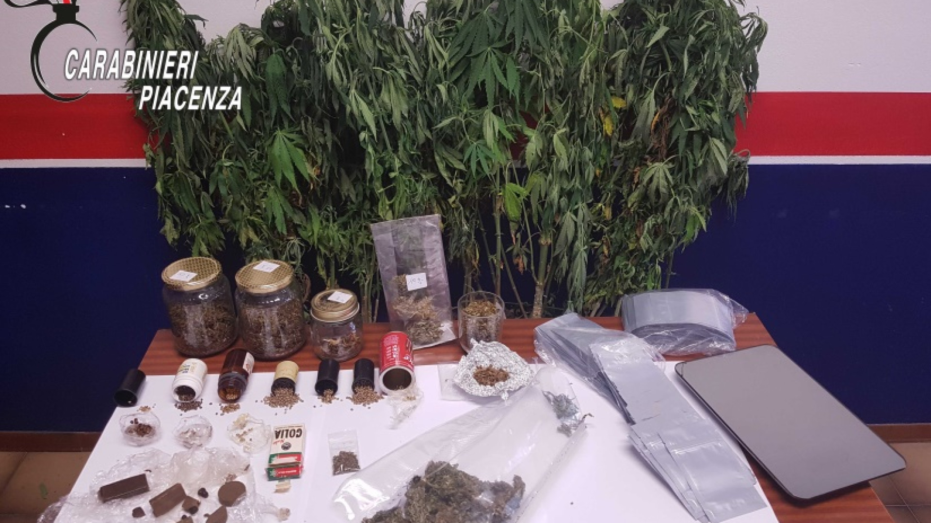 Piante di marijuana alte un metro nell'atrio: agricoltore in manette