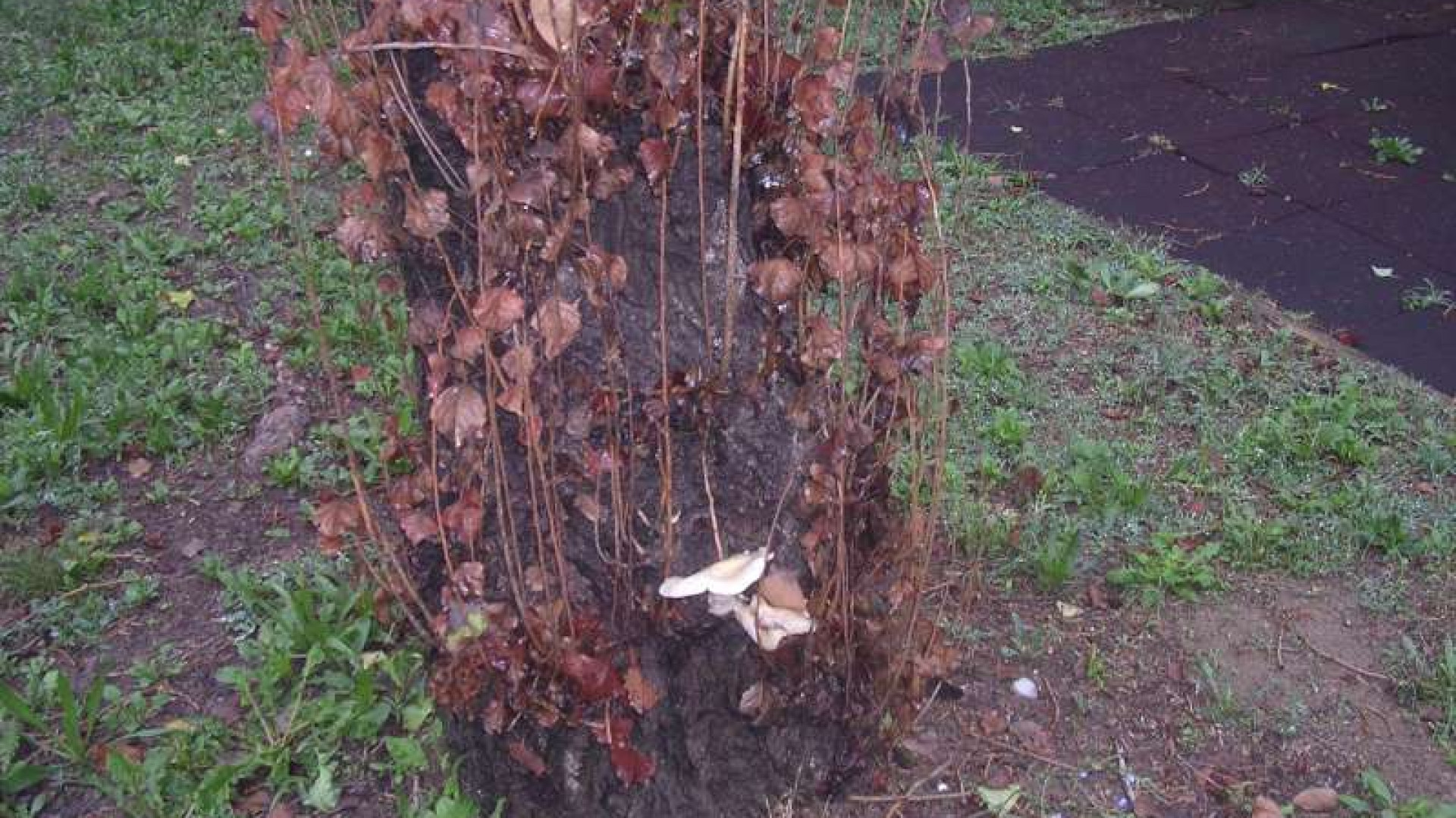 Abbattimenti di alberi a rischio in giardini, aree scolastiche e viali