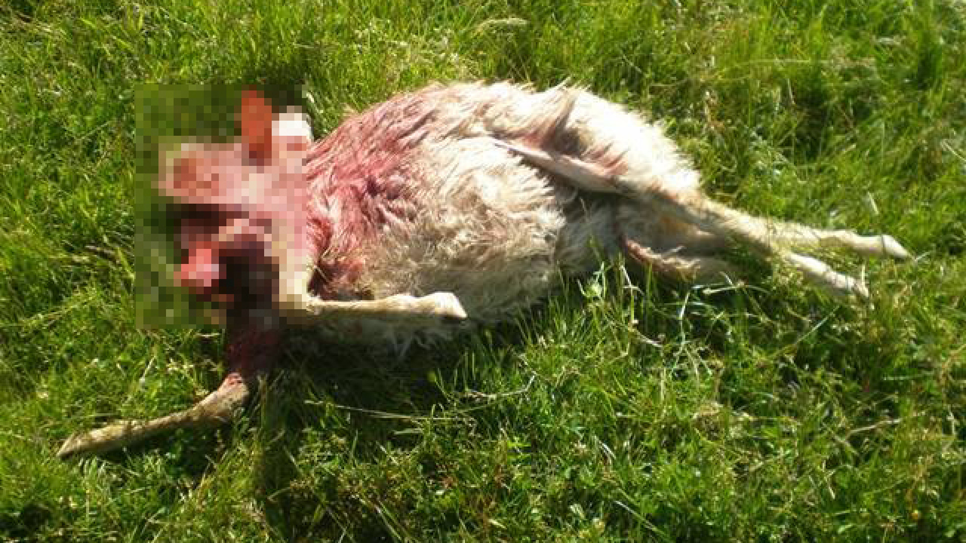 Pecore massacrate dai lupi. Coldiretti: "Occorre intervenire"