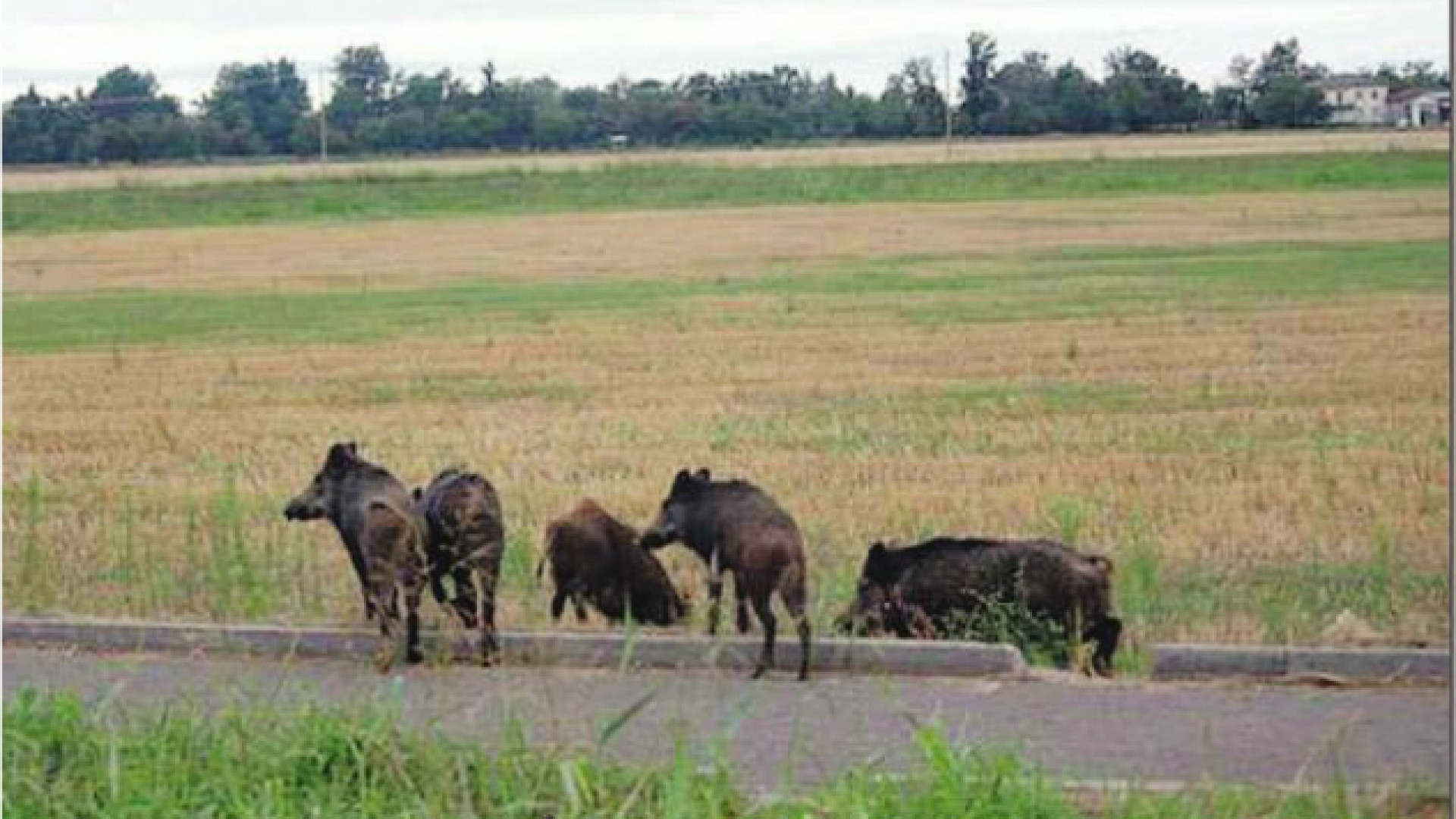 Coldiretti: "Allarme animali selvatici. In cinque anni 4.700 incidenti"