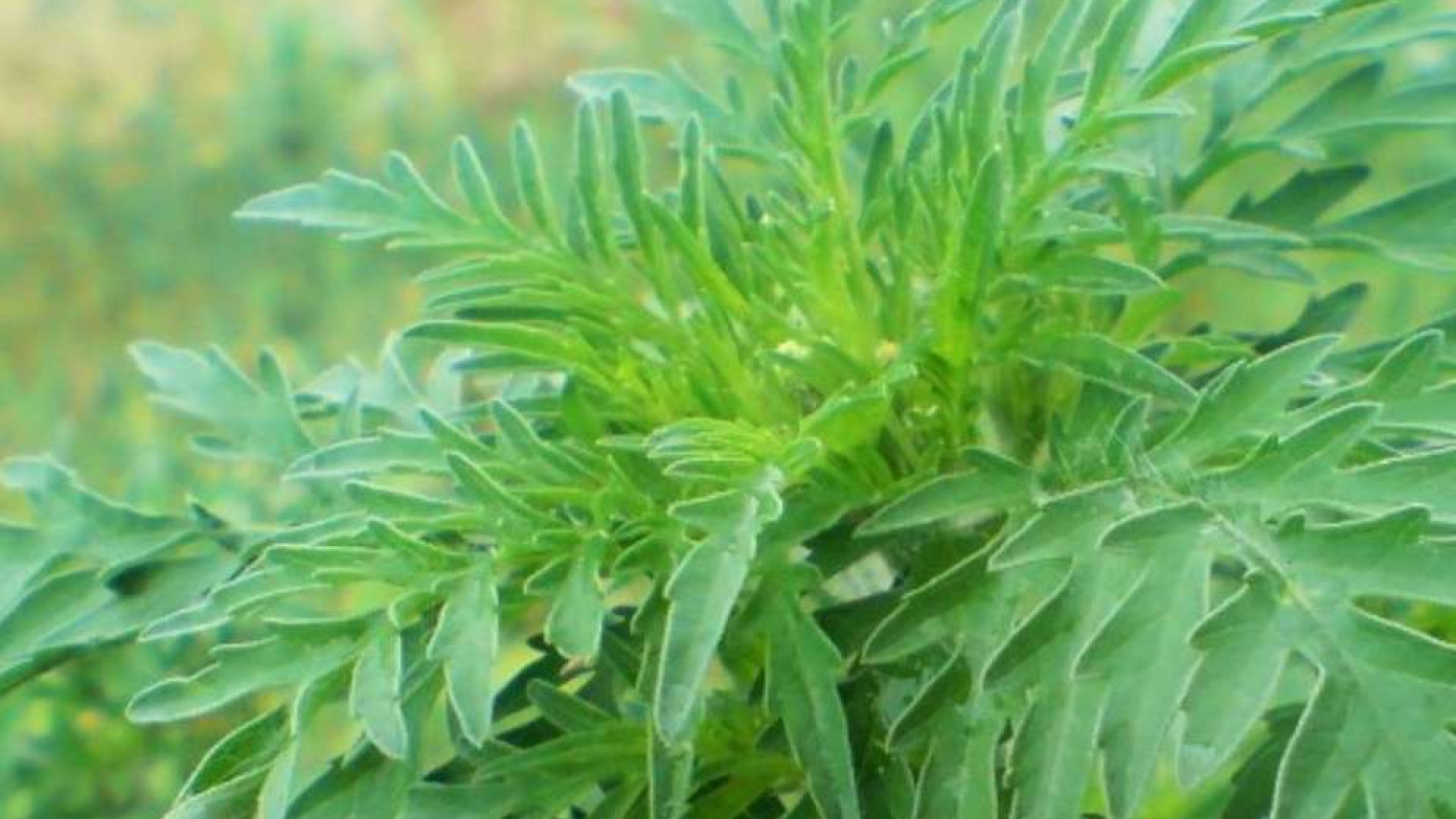 Riniti e asma bronchiale: è l'allergia all'ambrosia. Colpiti 25mila piacentini