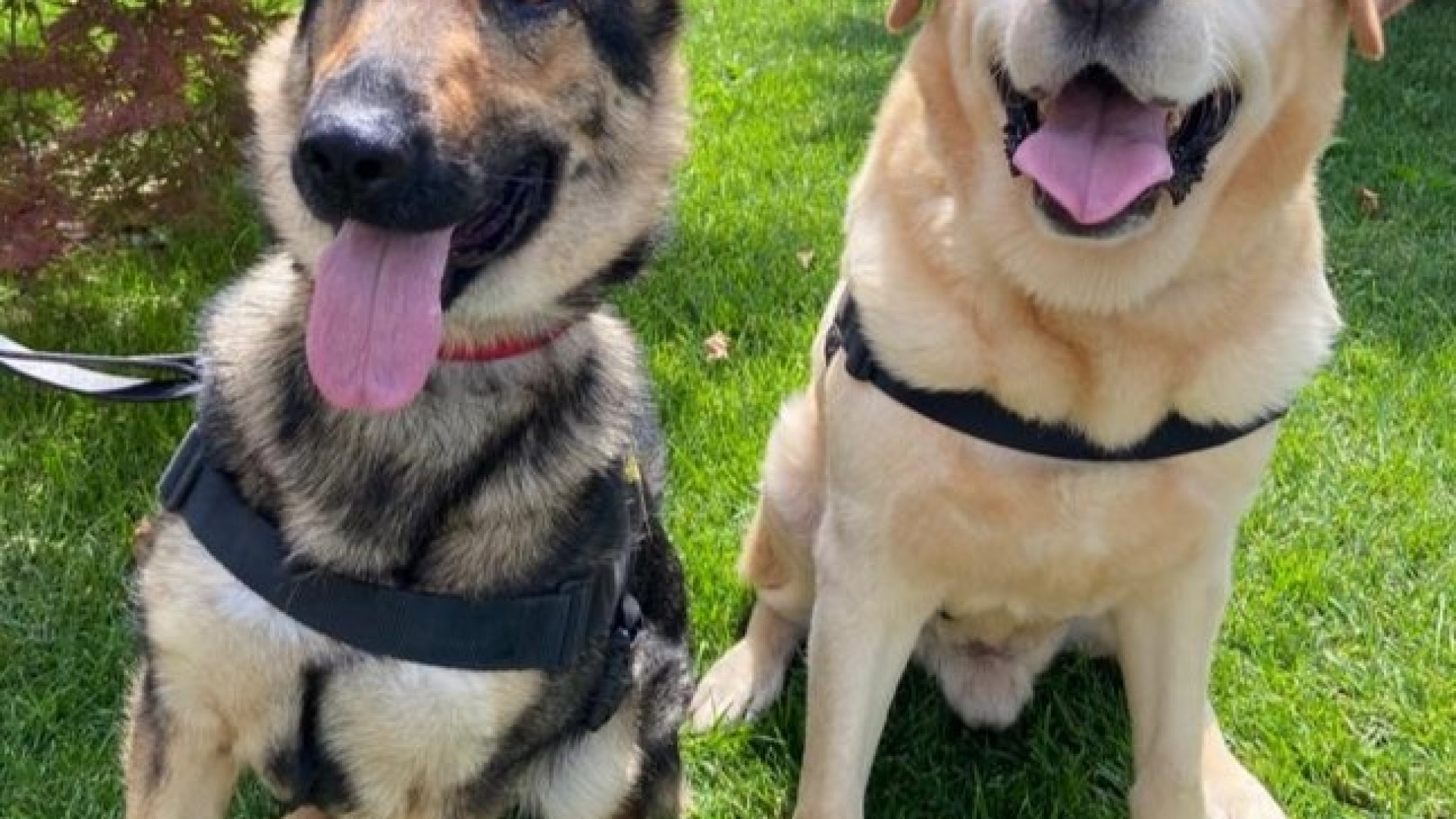 Buddy va in pensione, le Fiamme gialle piacentine accolgono Helly