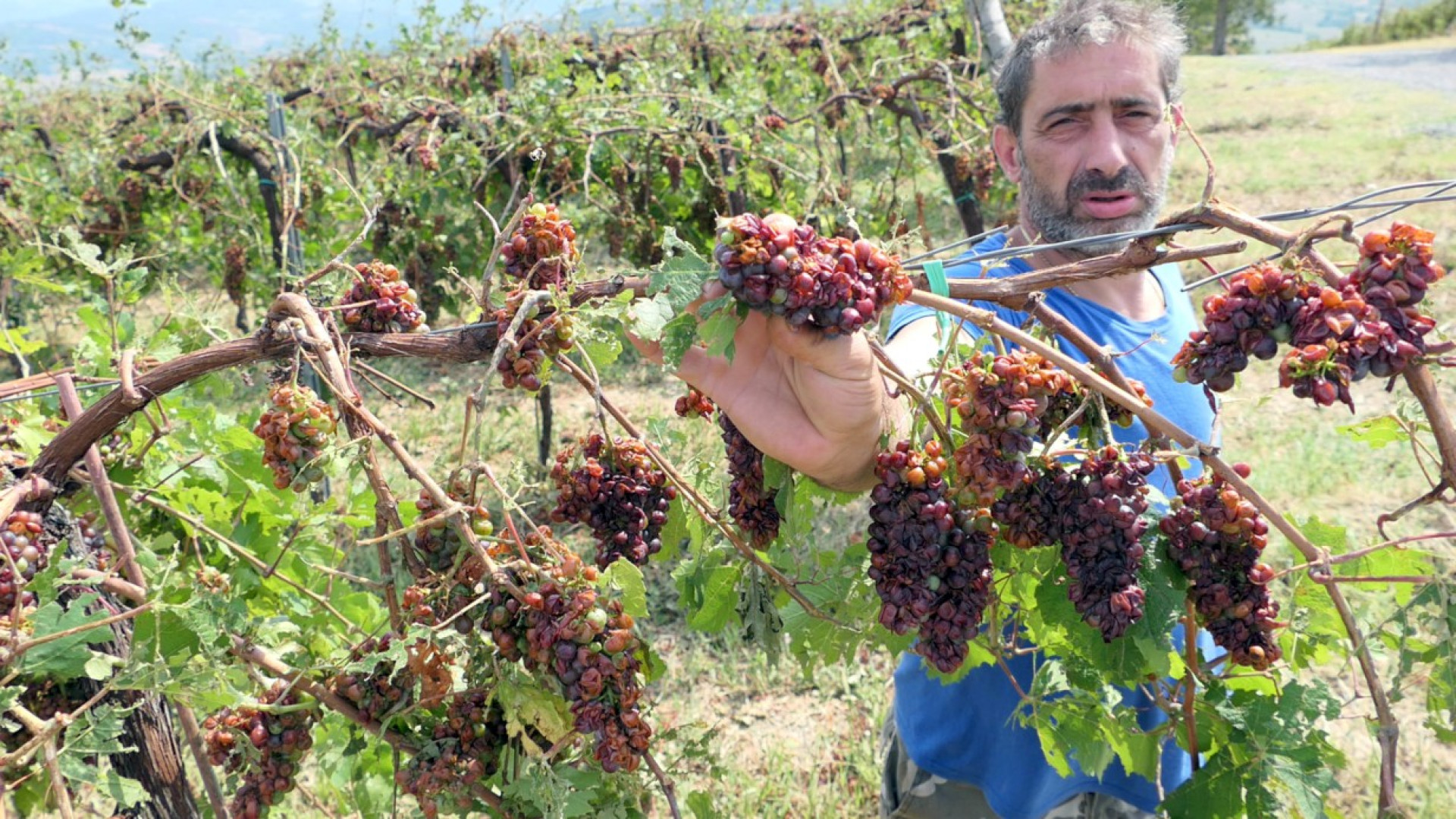 Tempesta in Val Tidone, conta dei danni: "Raccoglieremo l'80% in meno di uva"