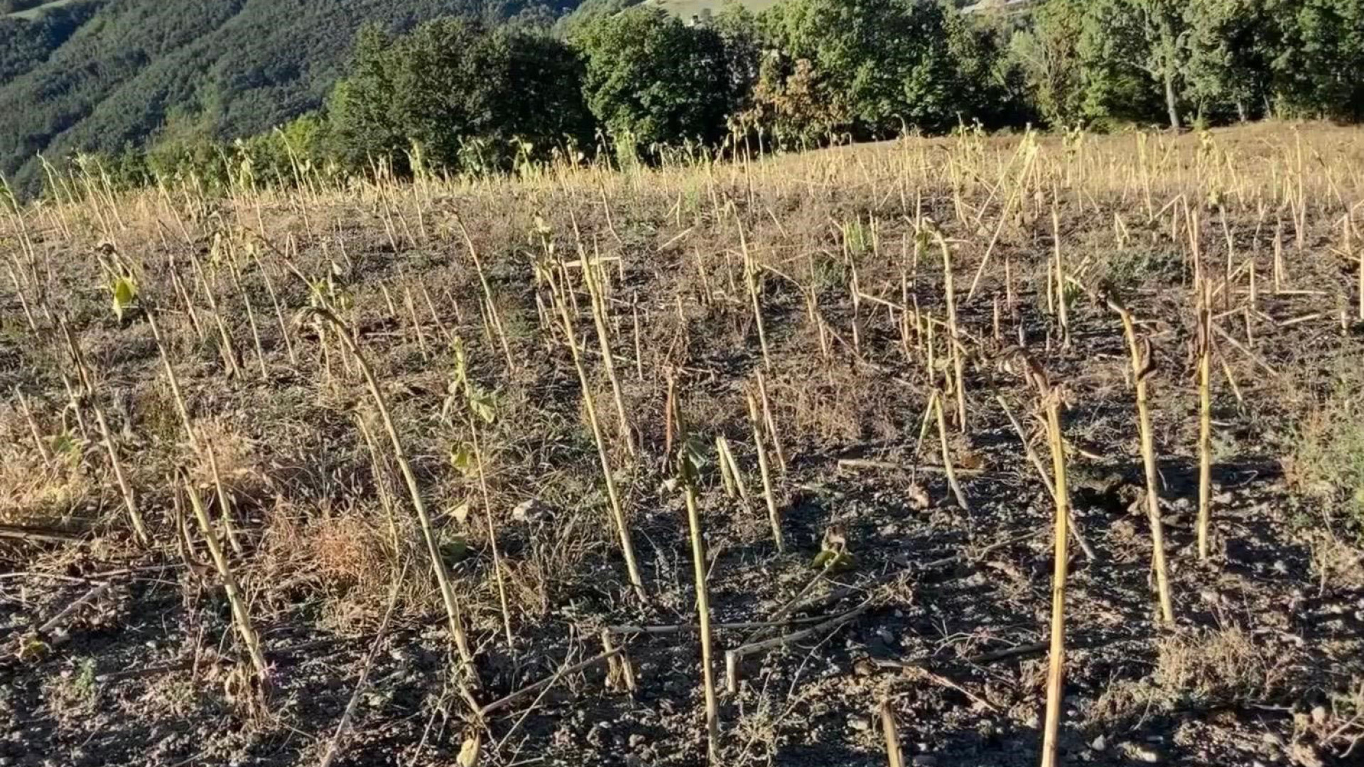 Val Trebbia, agricoltori esasperati alla Regione: "Troppi danni dagli animali"