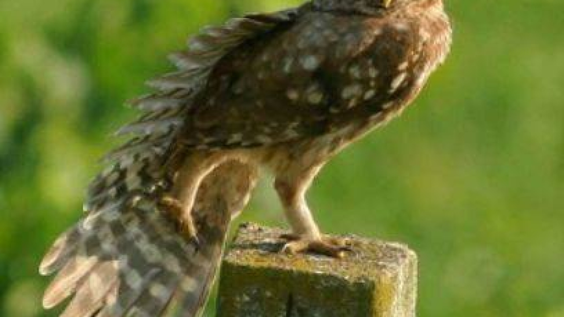 La Notte europea della Civetta, a Grazzano Visconti laboratori e visite notturne