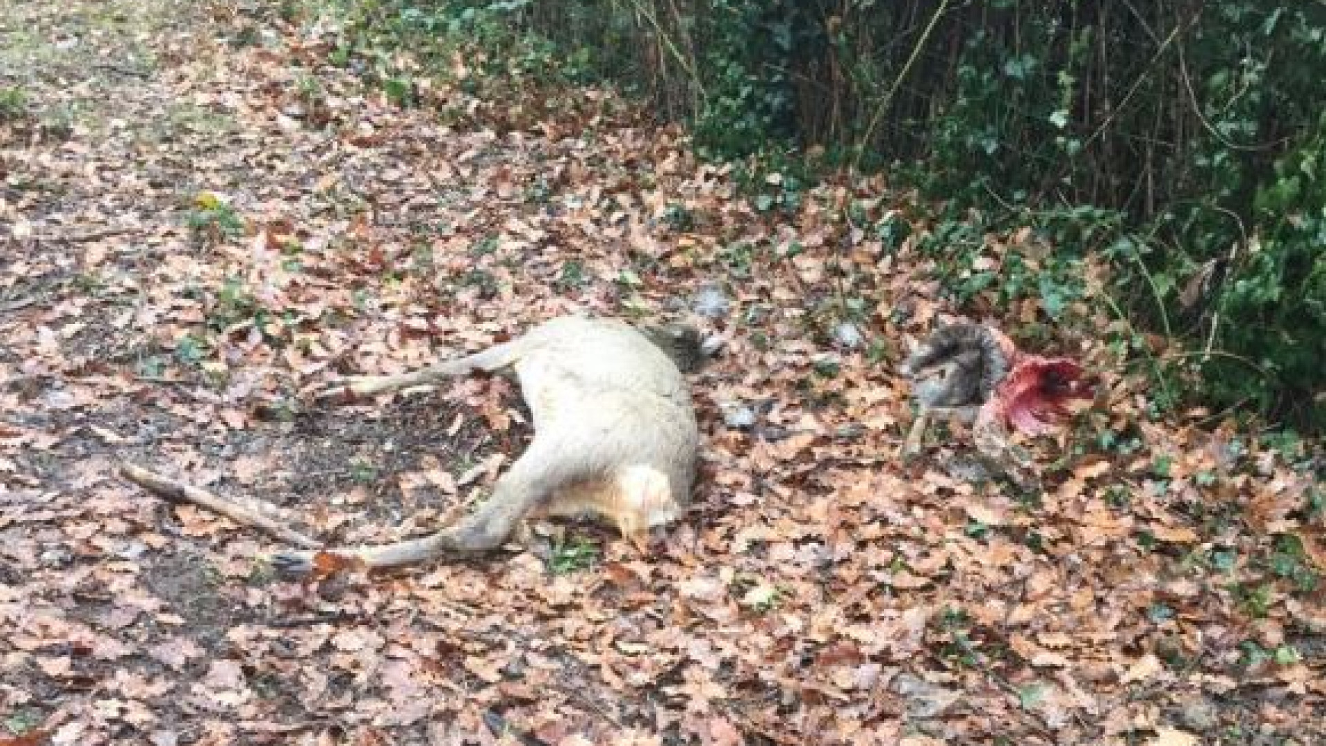 Smaltimento delle carcasse di fauna selvatica, bando della Provincia