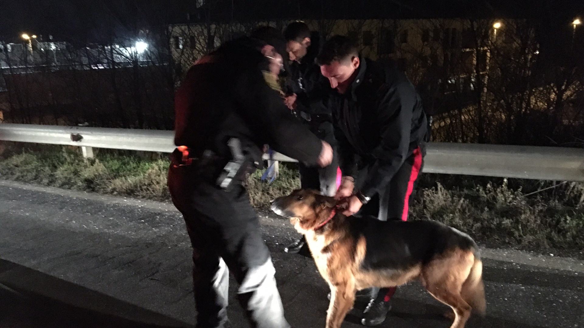 Spaventato dai botti, pastore tedesco salvato da metronotte e carabinieri