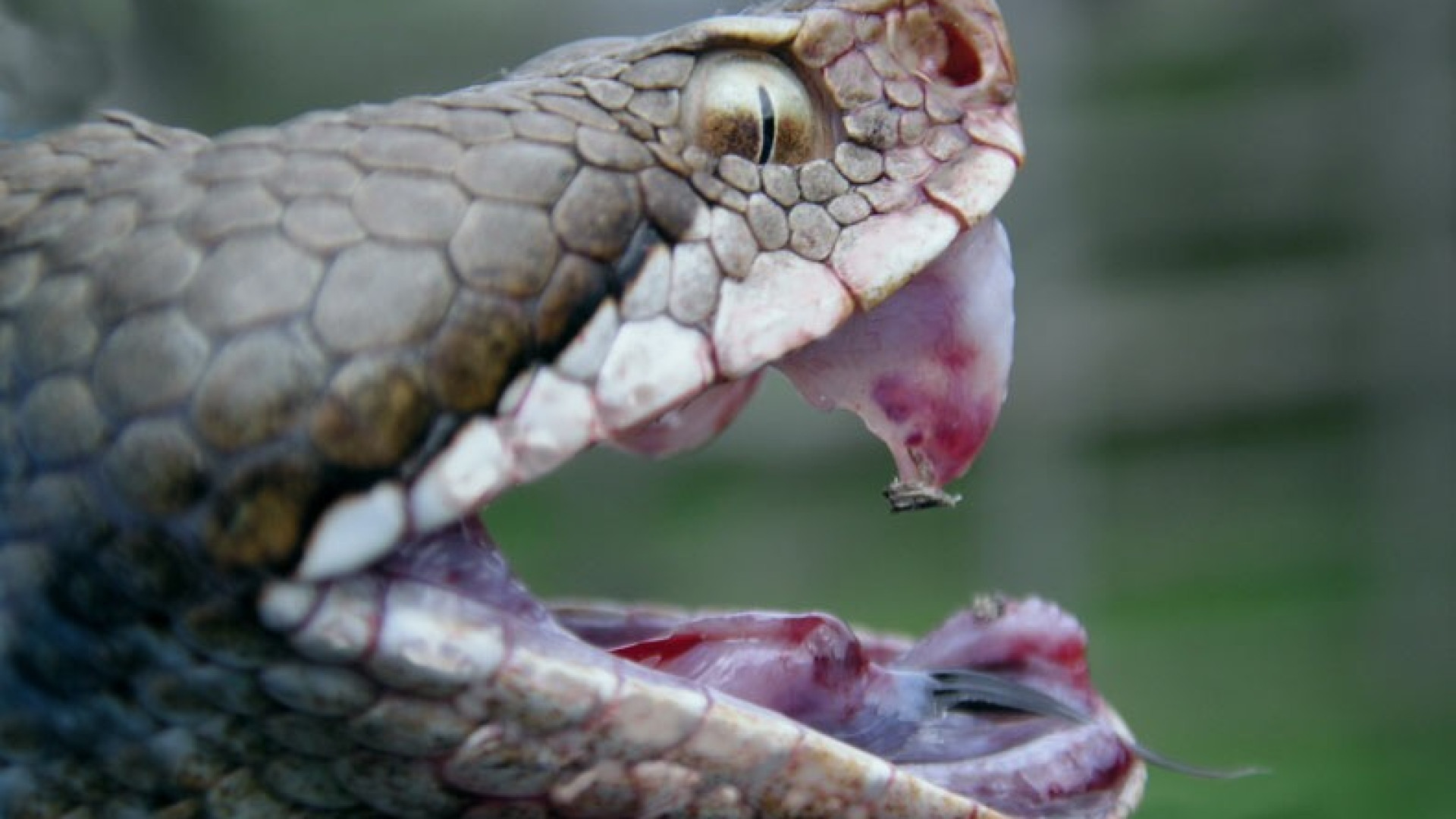 Vipere nel Piacentino, cosa fare in caso di morso. "La calma è fondamentale"