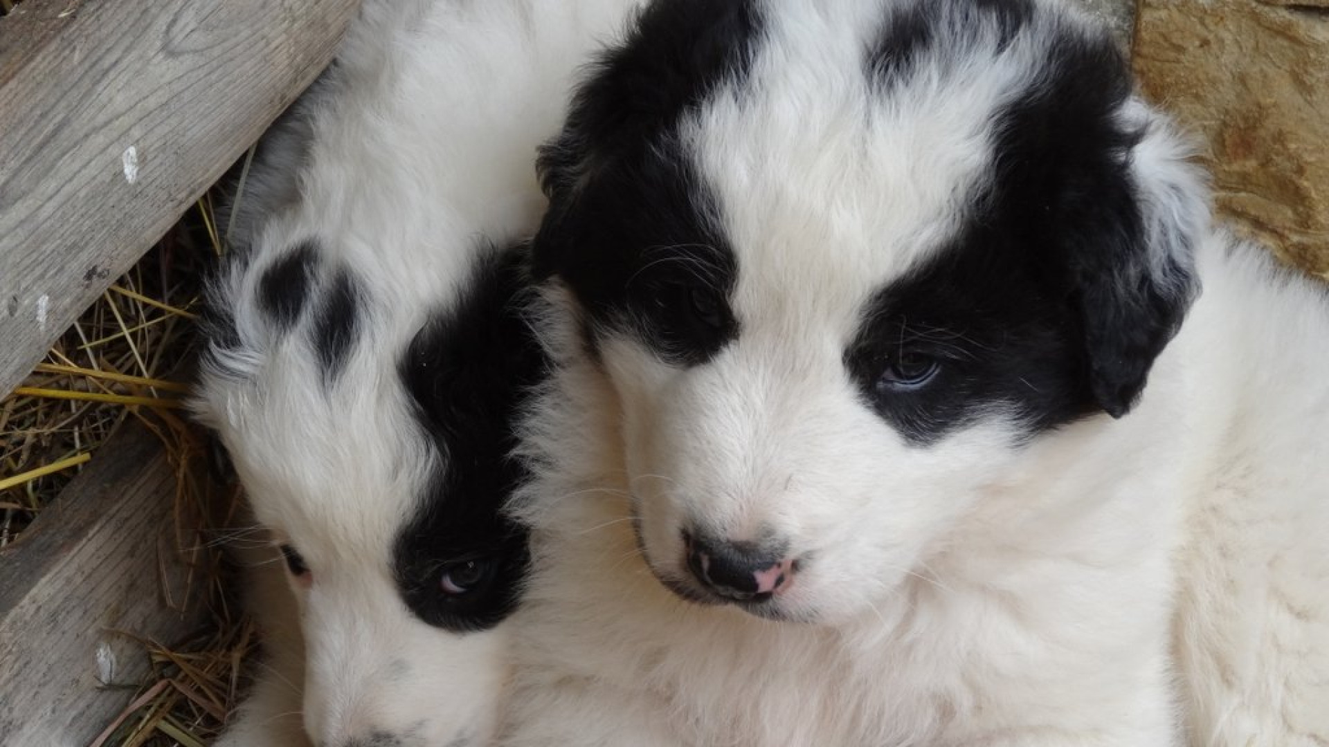 Beba e Balù, due teneri cuccioli che difenderanno dagli attacchi dei lupi