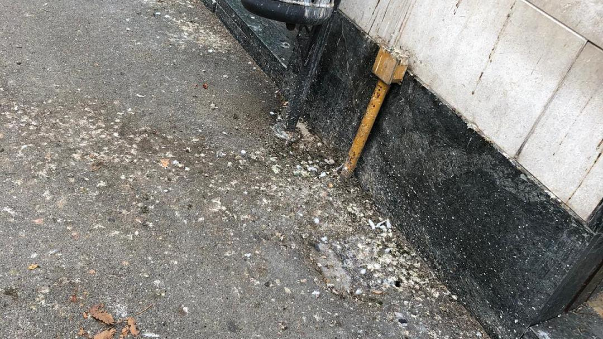 Castello: "Pulire, il guano dei piccioni". Rischio multe fino a 500 euro
