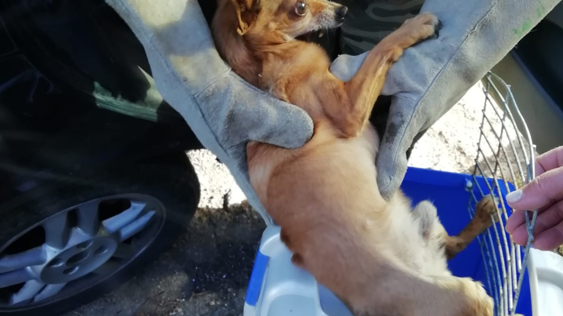 Il padrone accusa un malore, Charlie resta in auto per otto ore al sole