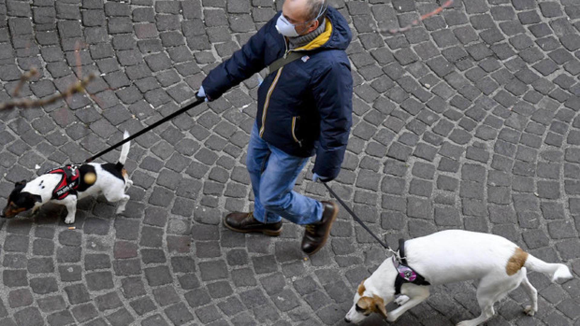 Gli animali al tempo del Coronavirus: il vademecum dell’Enpa
