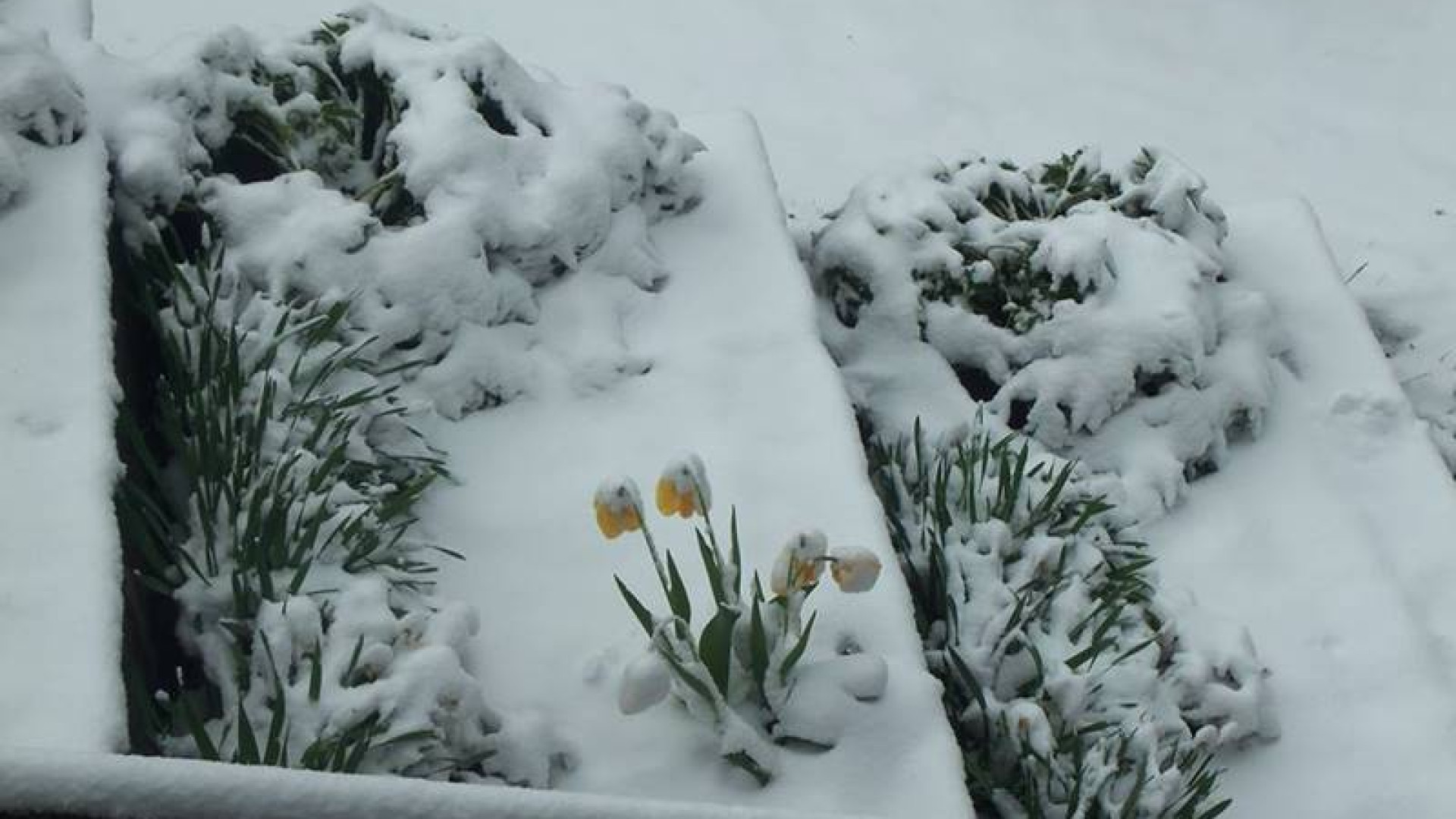 Maltempo: agricoltori in ginocchio. Neve in provincia