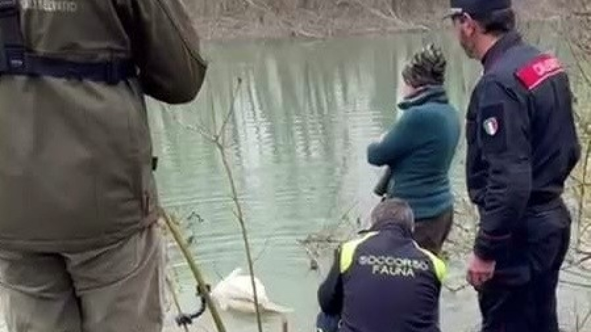 Ferito dai bracconieri con una fucilata: cigno salvato e rimesso in libertà