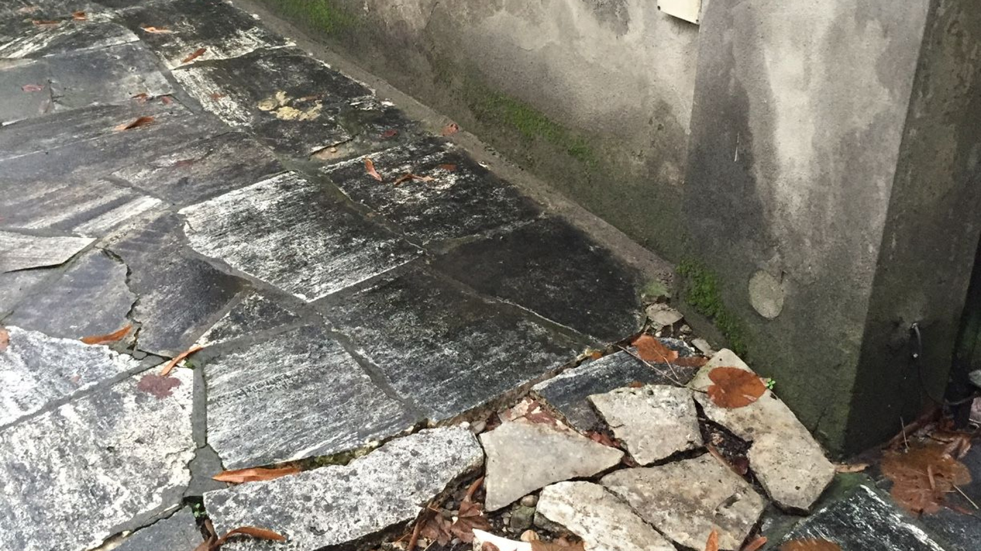 Radici dei tigli invadono il cortile, professionista fa causa al Comune