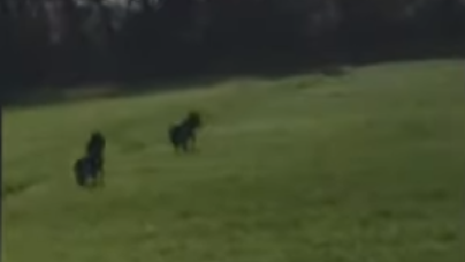 "Coppia di lupi in un campo a Gossolengo". GUARDA IL VIDEO