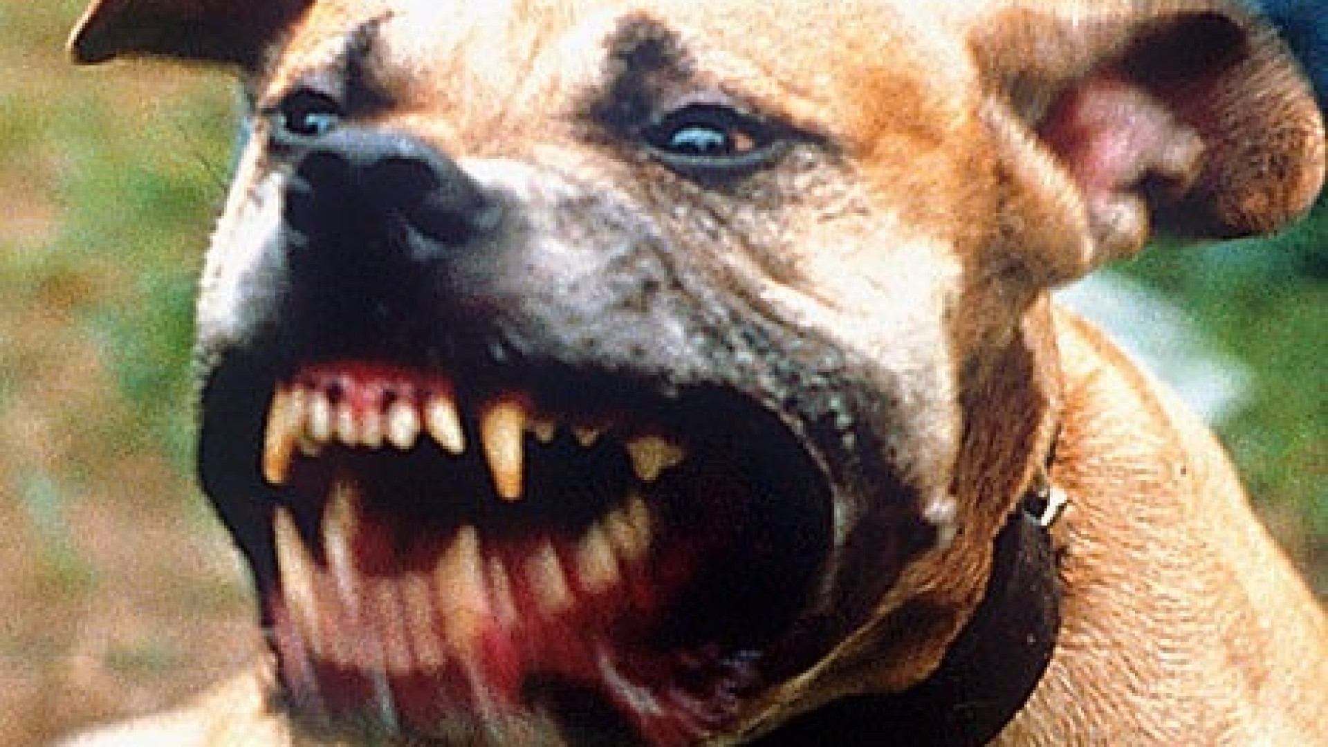 Aggredita da un pitbull in via Penitenti. "Nessuno rispetta le regole"