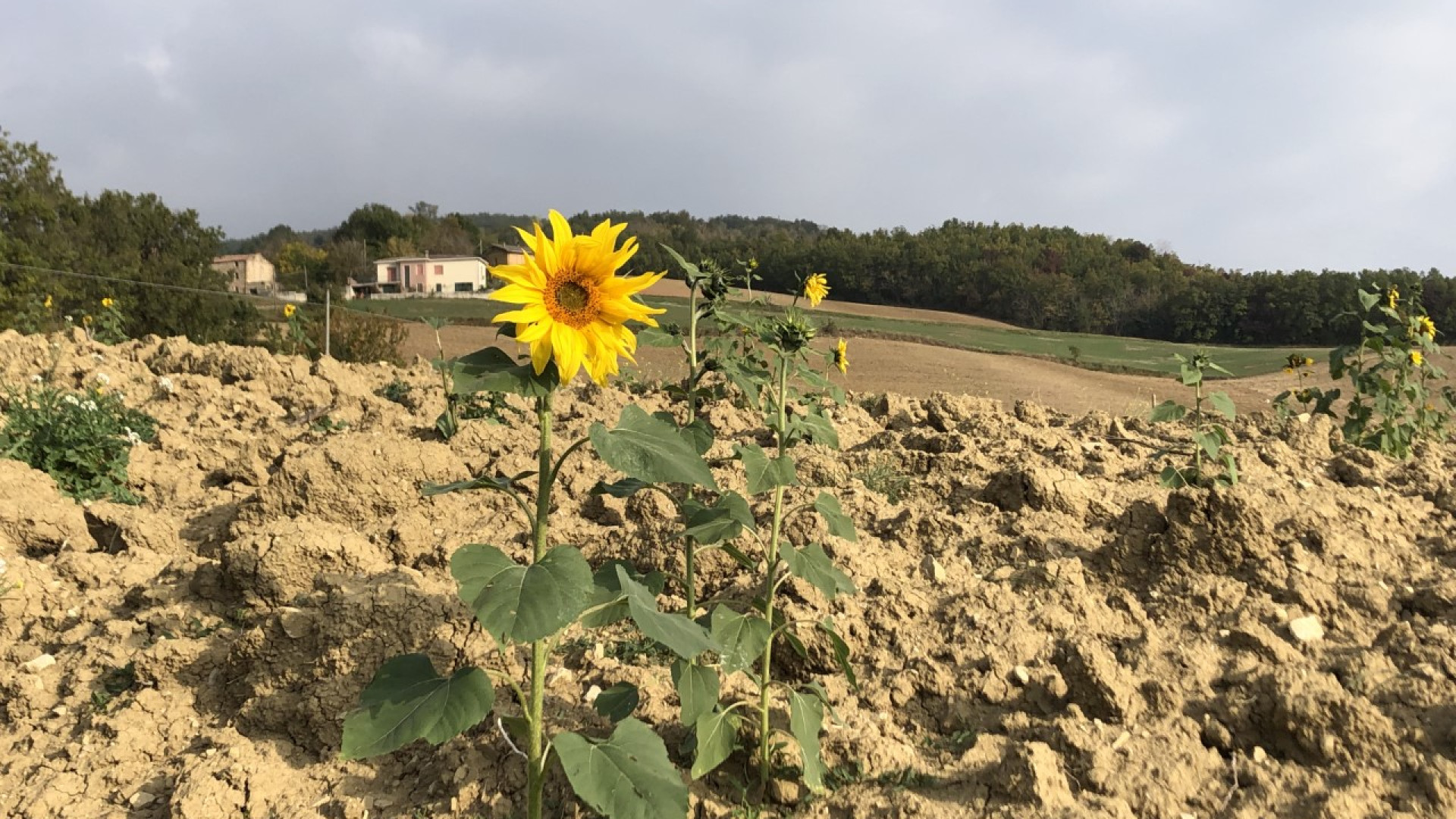 Caldo anomalo, in collina rispuntano i girasoli. Da oggi temperature giù