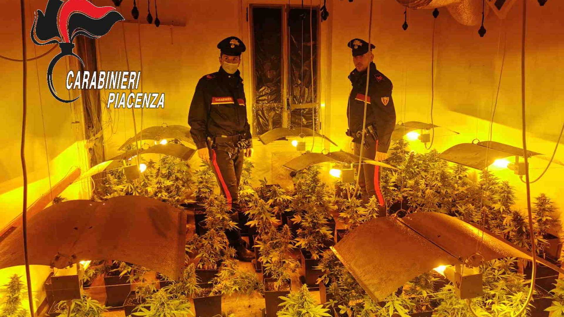 Coltivavano intere serre di marijuana. Sette ordinanze di custodia cautelare