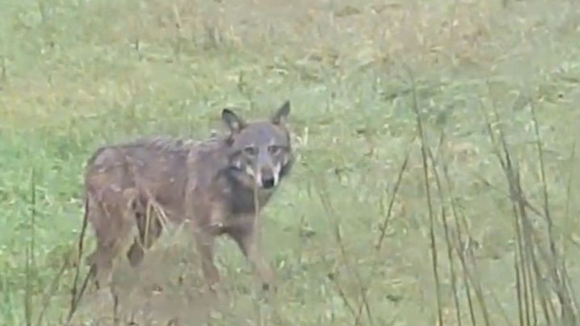 Lupo avvistato a pochi metri dal centro abitato di Lugagnano IL VIDEO