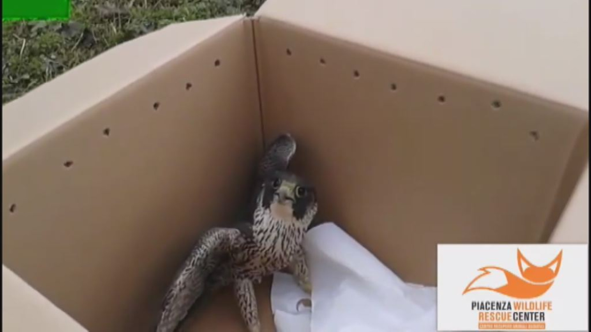 Gragnano, nel giardino di casa un falco con le penne ghiacciate: salvato