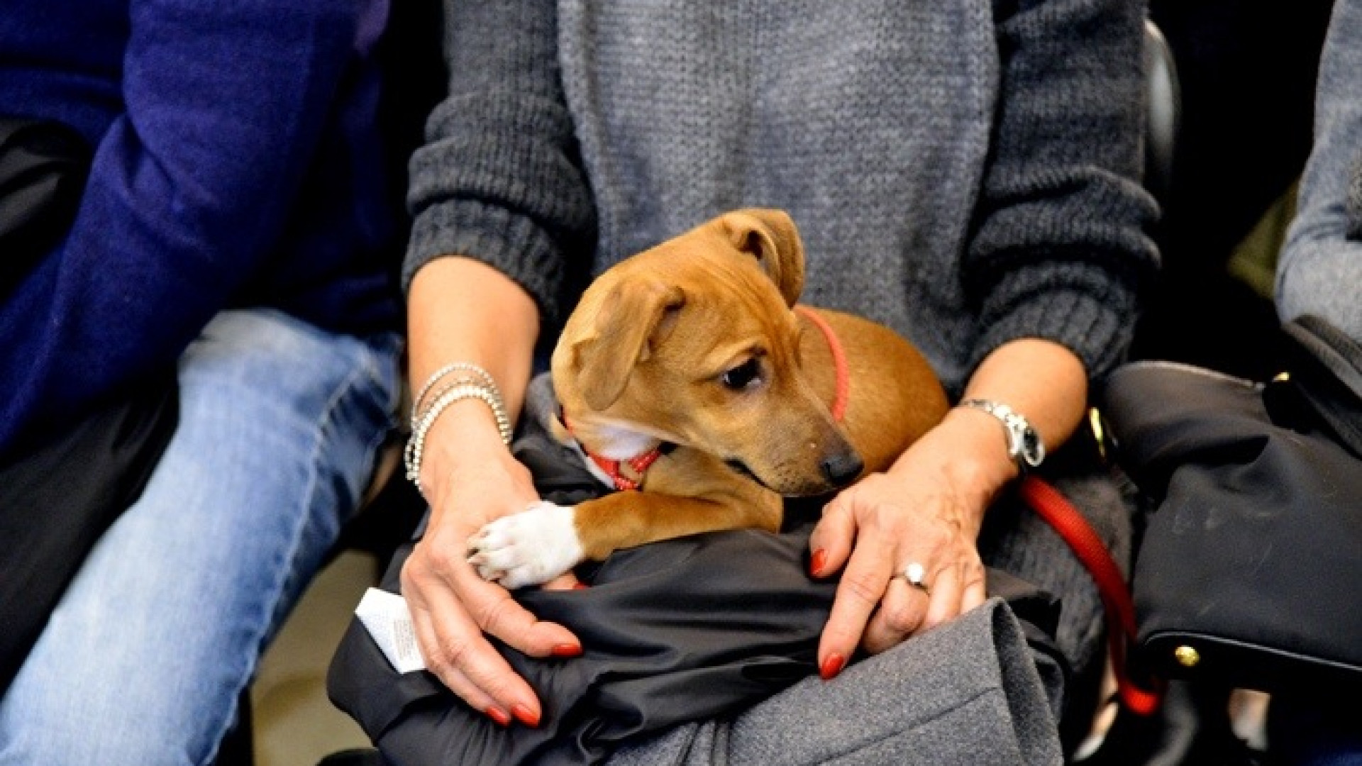 Progetto cAnima: una super rete a sostegno di chi sceglie un Fido speciale