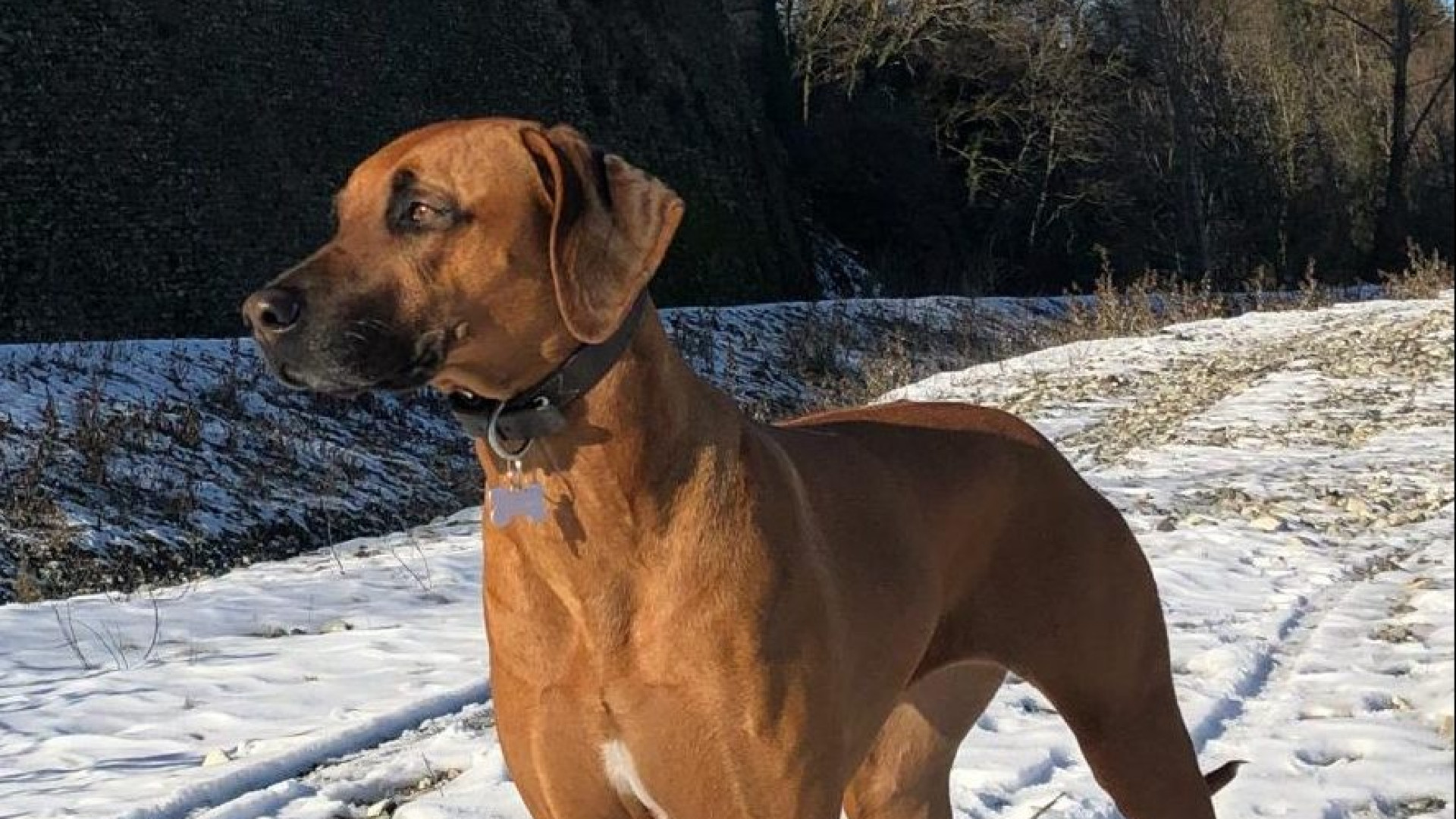 "Il mio cane folgorato passando vicino alle luminarie di piazza Cavalli"