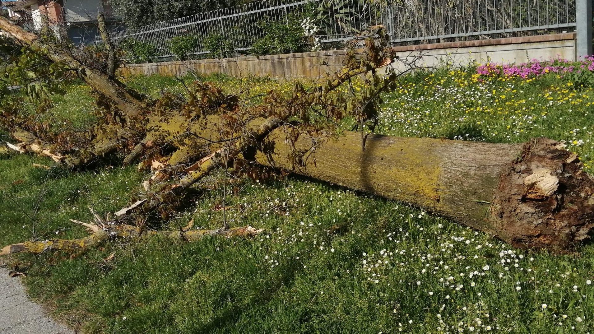 Vento forte a Piacenza: piante finiscono sulle auto in città, albero cade a Lugagnano