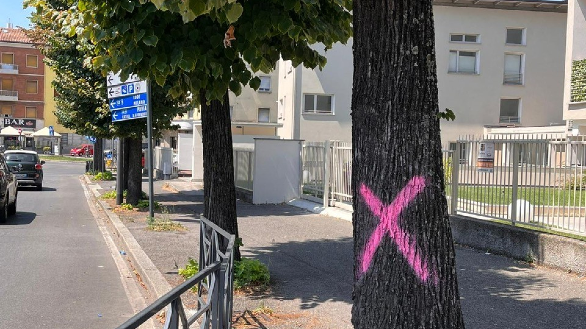 Croci fucsia: destino segnato per una ventina di alberi, abbattimento in vista
