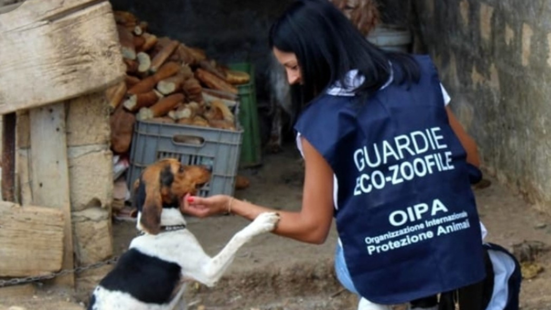 Guardie ecozoofile: in due anni 50 interventi a tutela degli animali