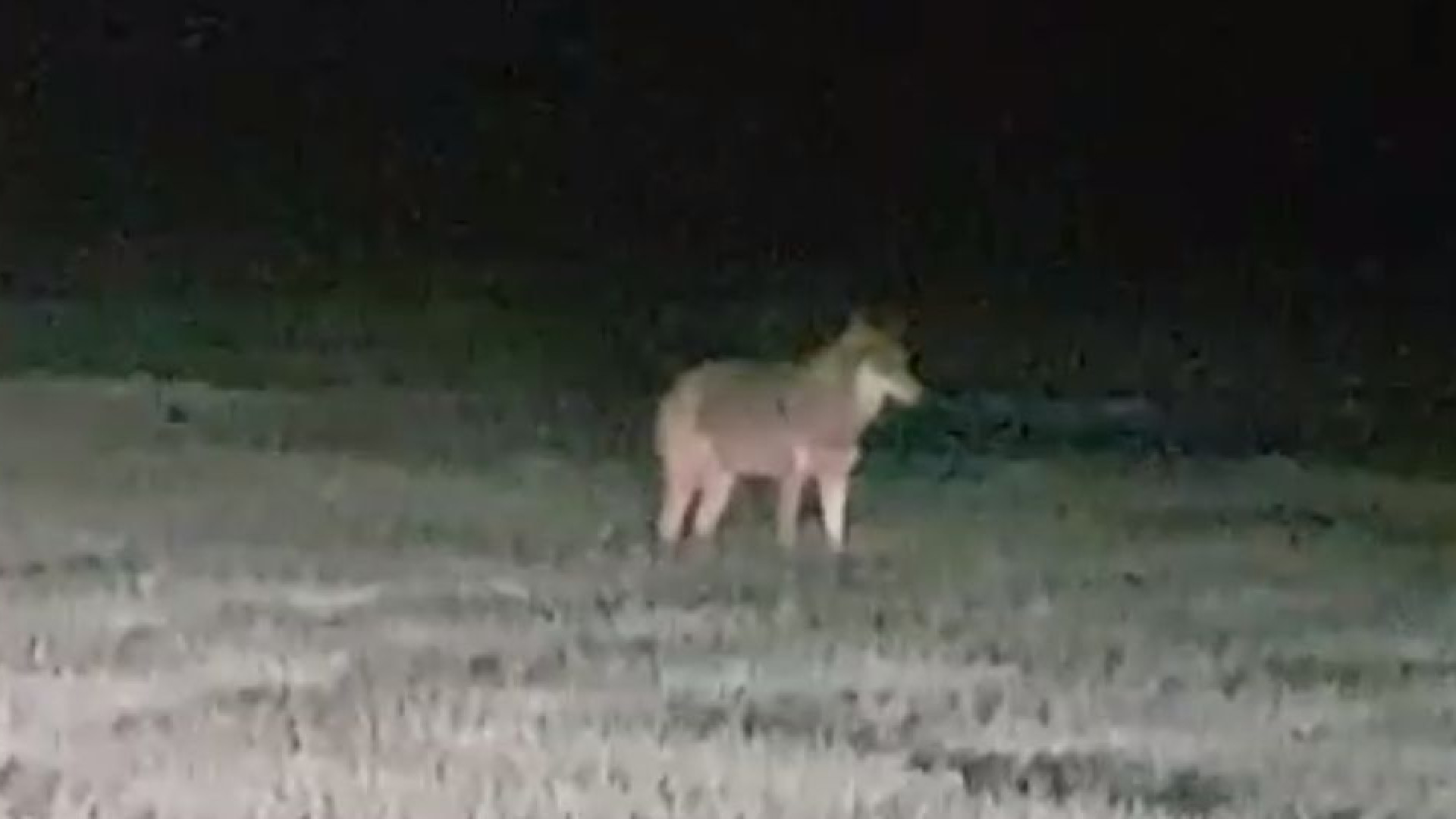Ennesimo avvistamento di un lupo alle porte di Fiorenzuola GUARDA IL VIDEO