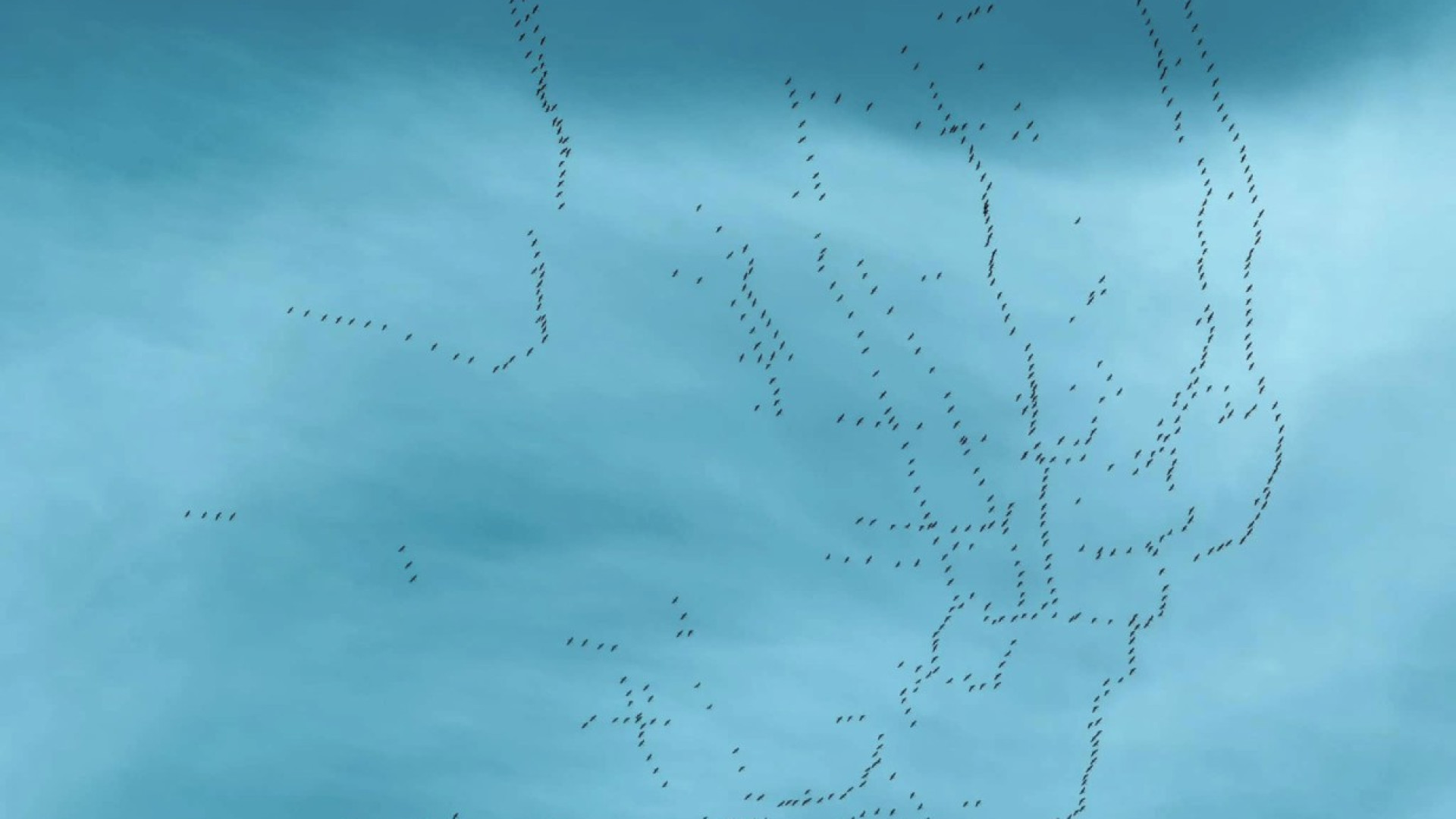 Lo spettacolare passaggio di migliaia di gru sopra Ottone e Zerba annuncia la primavera