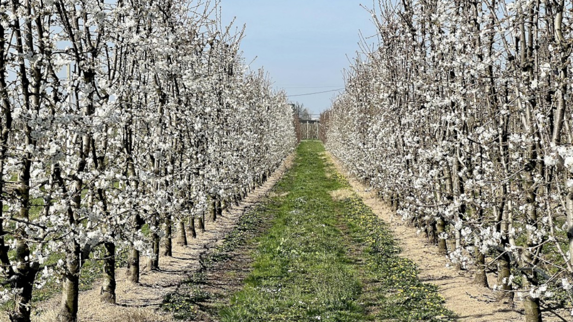 Fioritura anticipata: a Villanova i ciliegi sono già uno spettacolo. Le iniziative