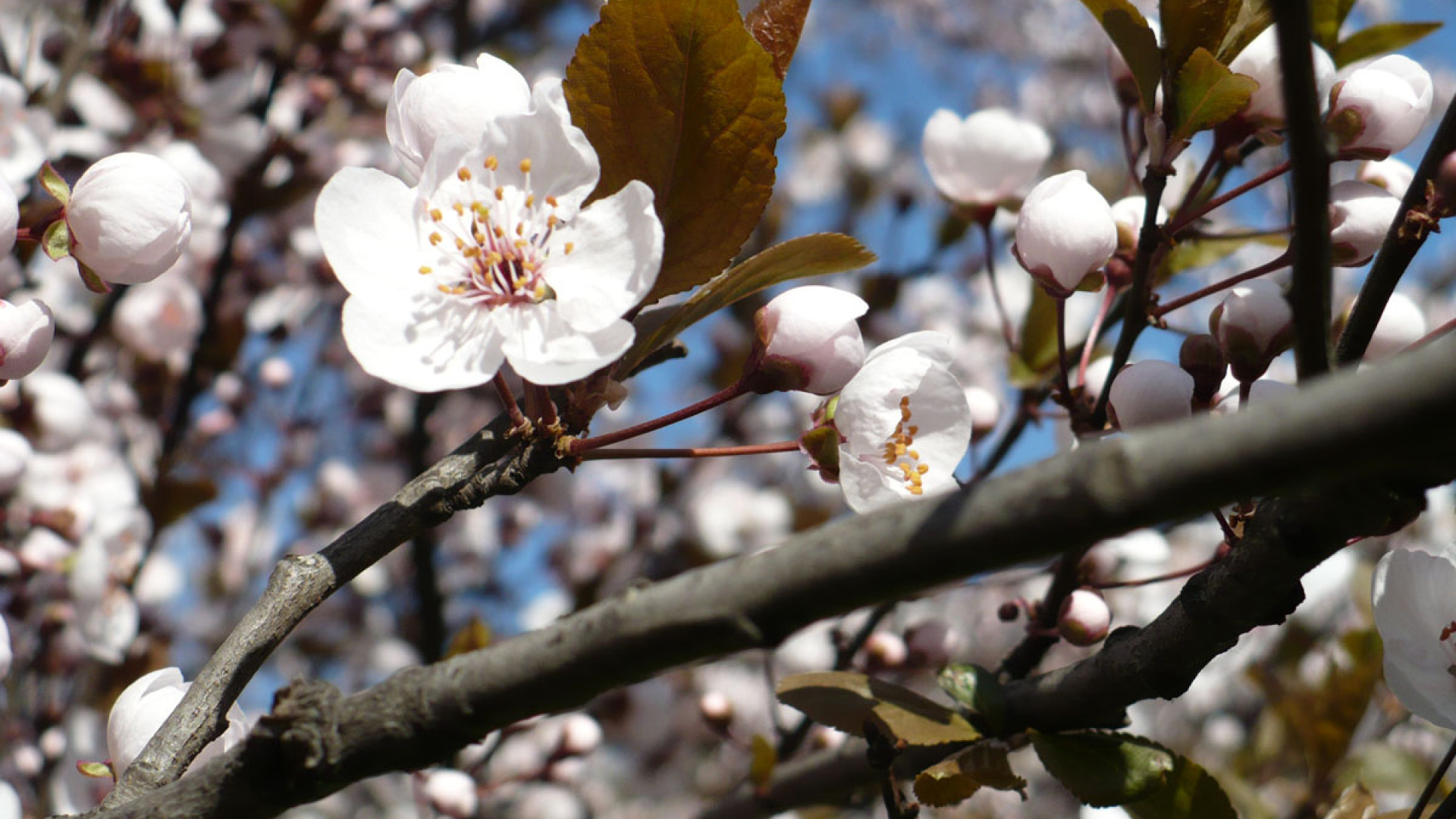 Arriva la primavera. L'alta pressione ci porta una settimana finalmente mite
