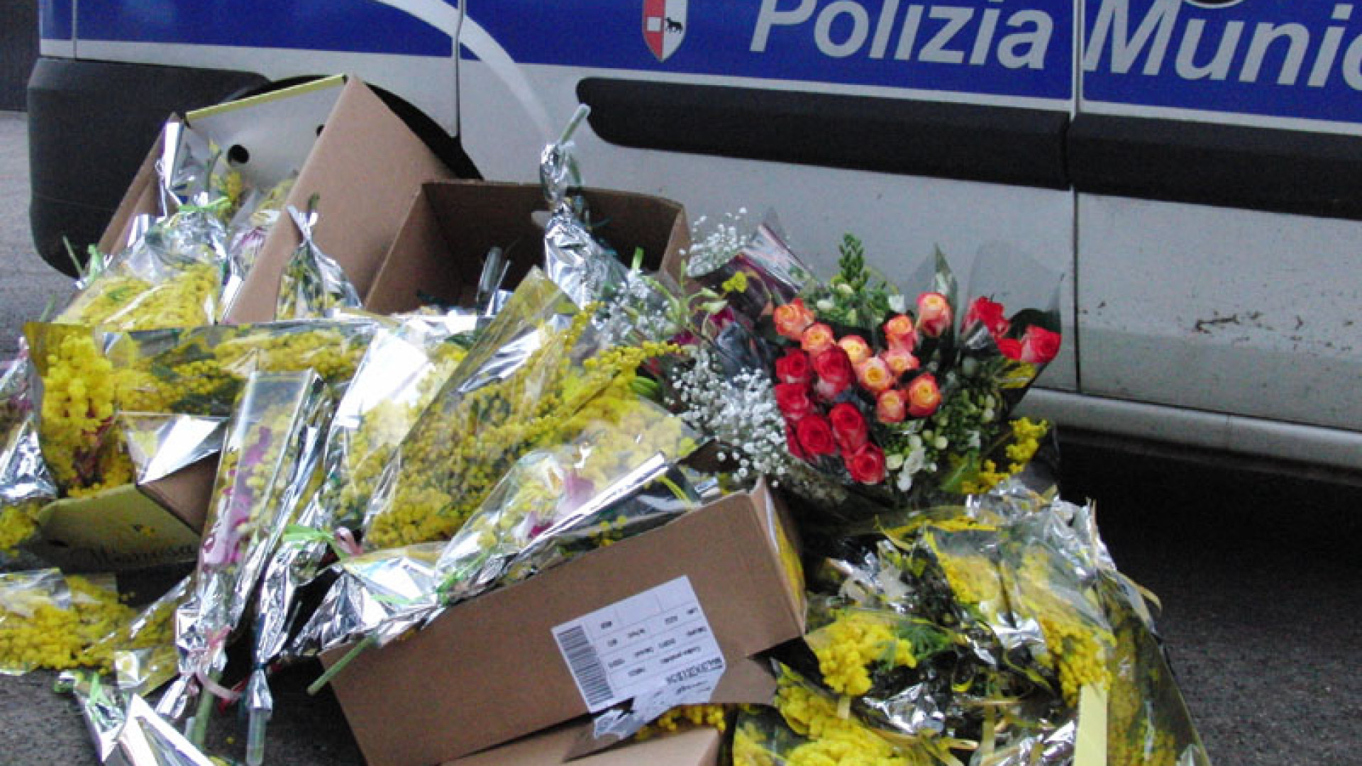 Mimose abusive, sequestrati 126 mazzi. Mille euro di multa per un venditore