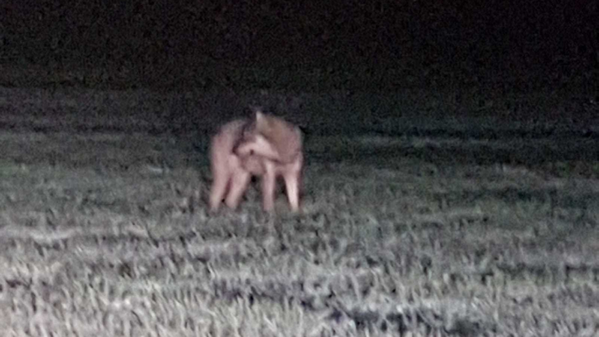 Furiosa lotta tra lupi in piena notte ad Agazzano. Il sindaco: "Mai così vicini alle case"