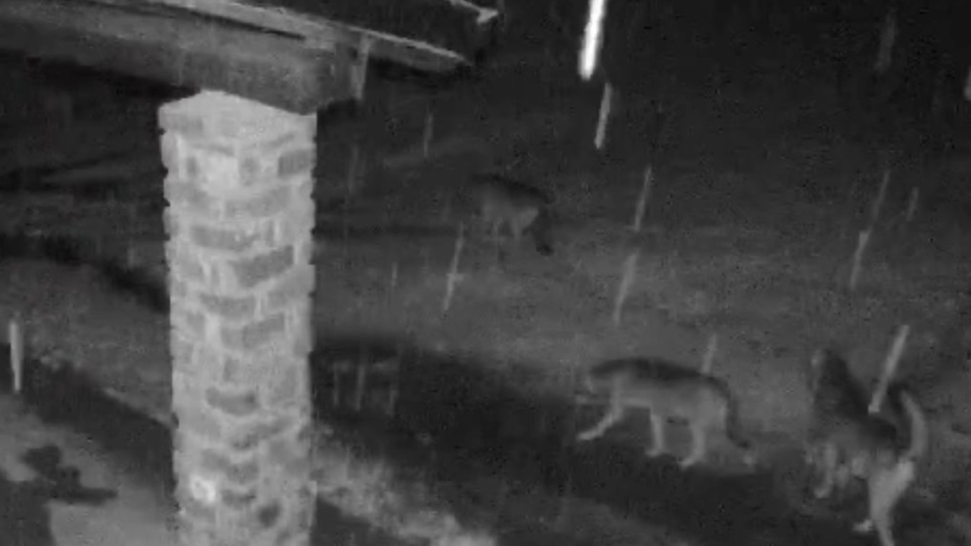 Branco di lupi vicino a una casa in alta Val Trebbia, Coldiretti: "Problema serio"