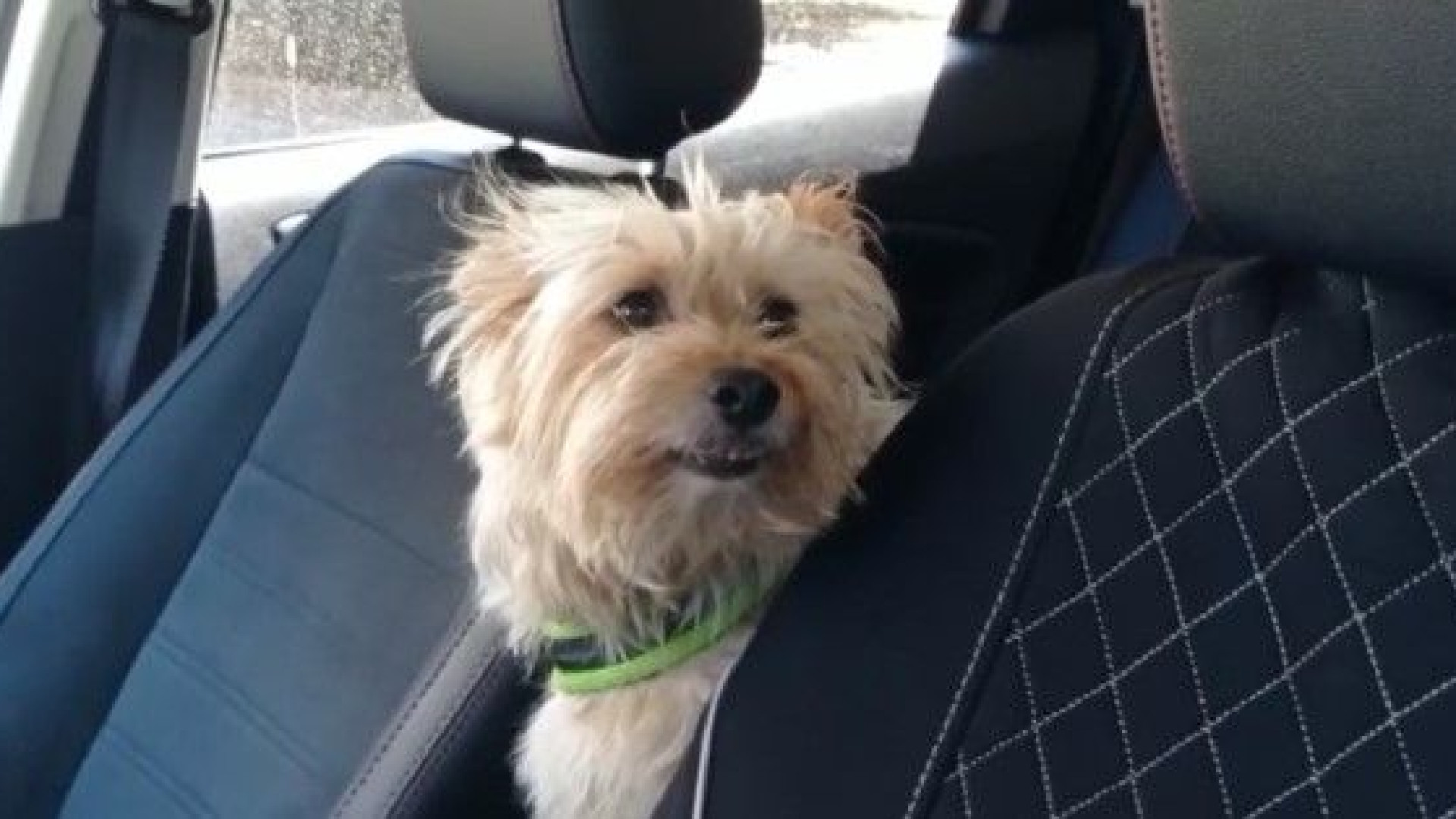 Pitbull tenta aggressione a un cagnolino. Padrona cade a terra e batte la testa