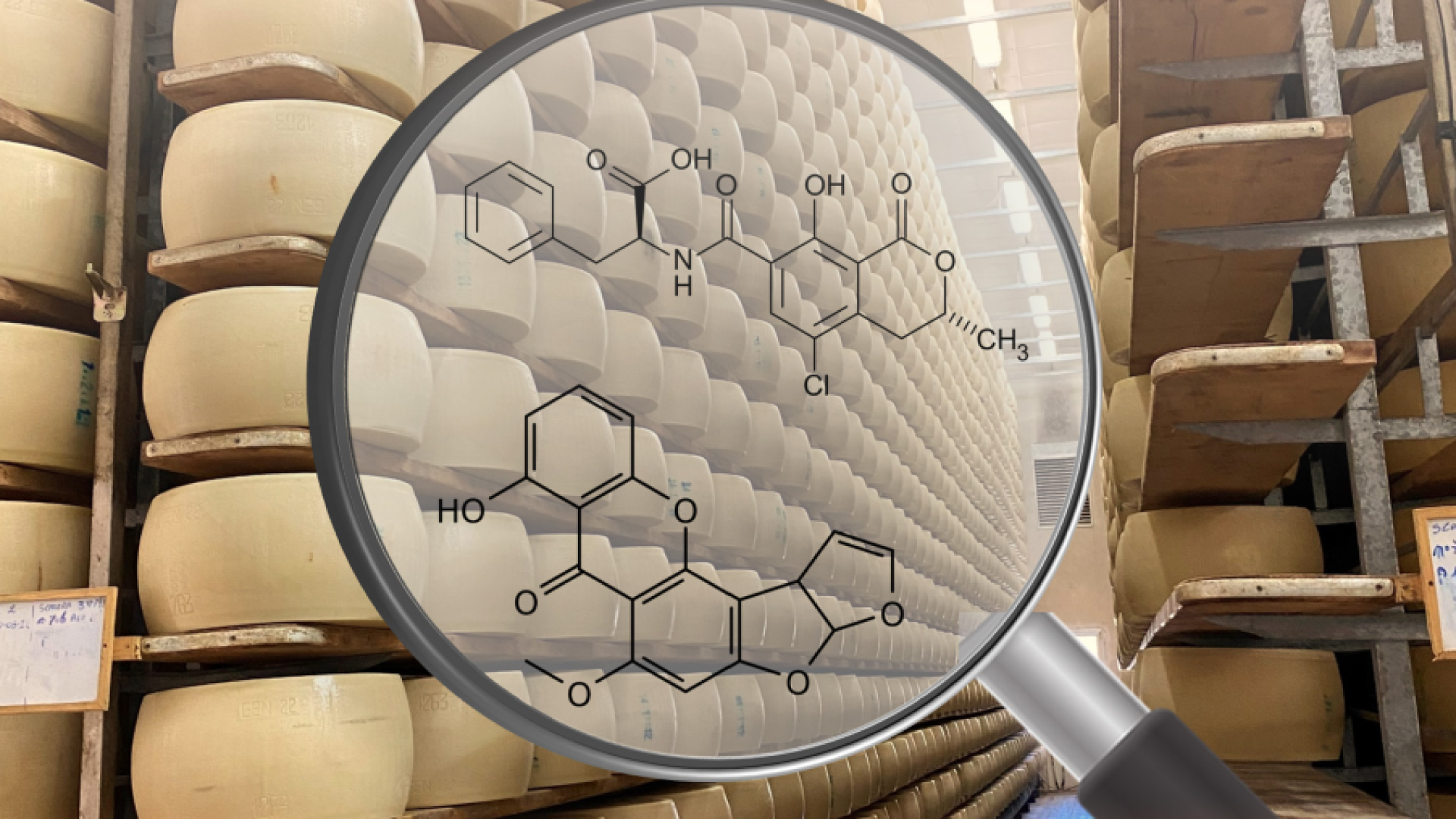 Ricerca della Cattolica:  scoperte micotossine nei formaggi grattugiati