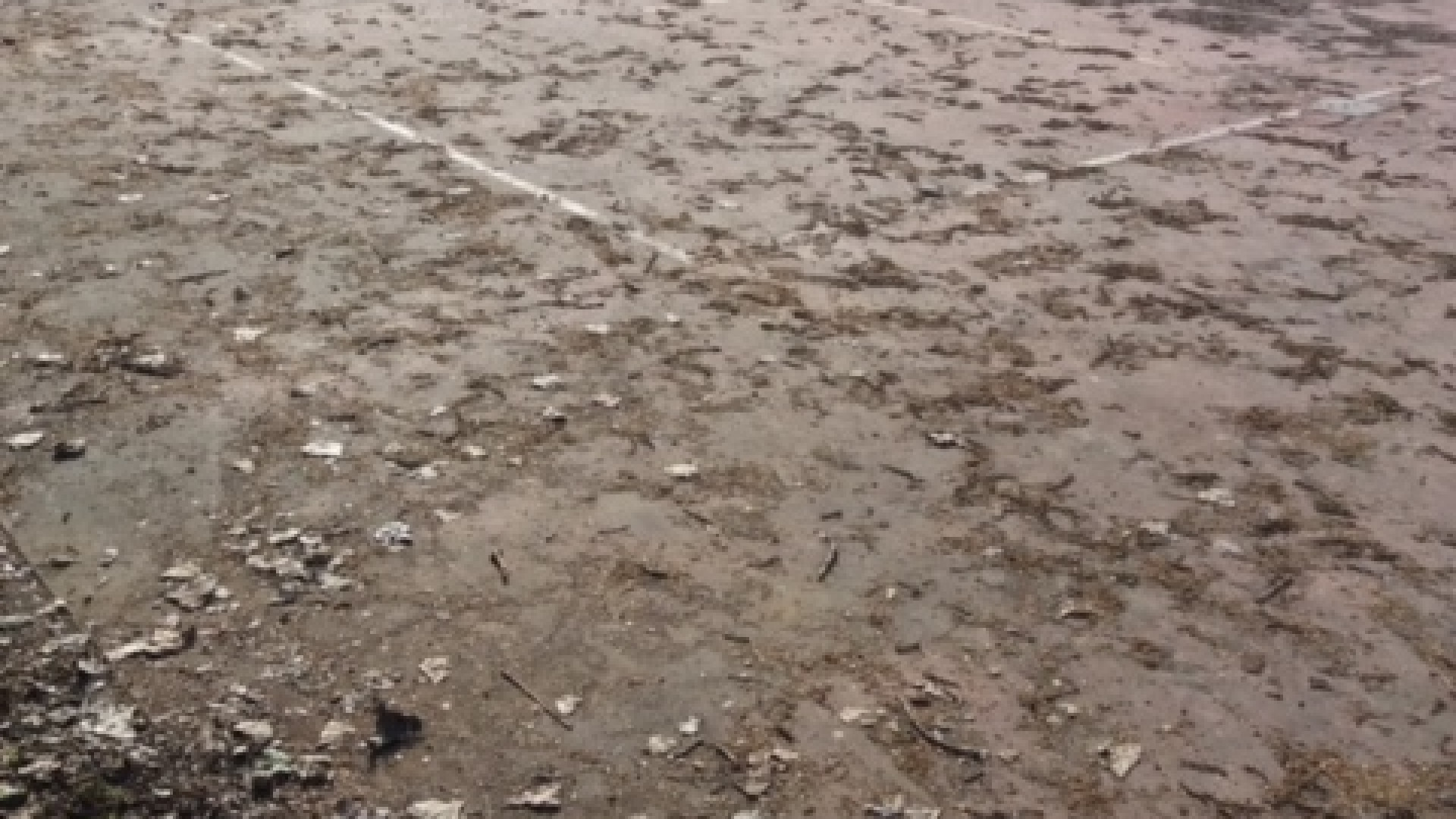 Da campo di basket a latrina per cani, degrado a Borgotrebbia