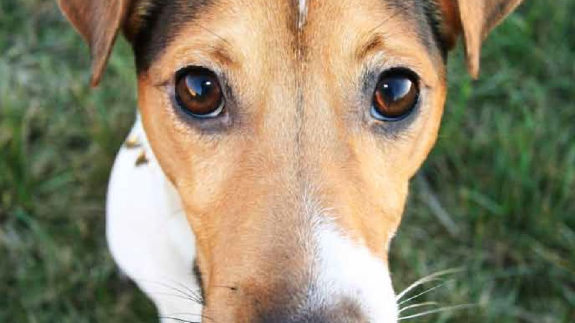 "Adottare un cane è una scelta di responsabilità". Due incontri in Sant'Ilario