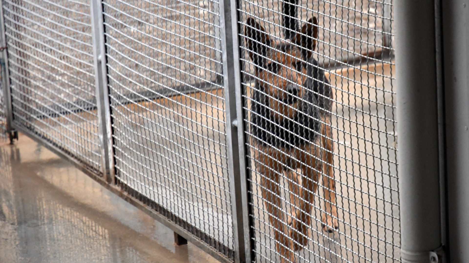 Crescono le rinunce ai cani: 30 in 3 mesi. Maltrattamenti, 80 segnalazioni all'anno