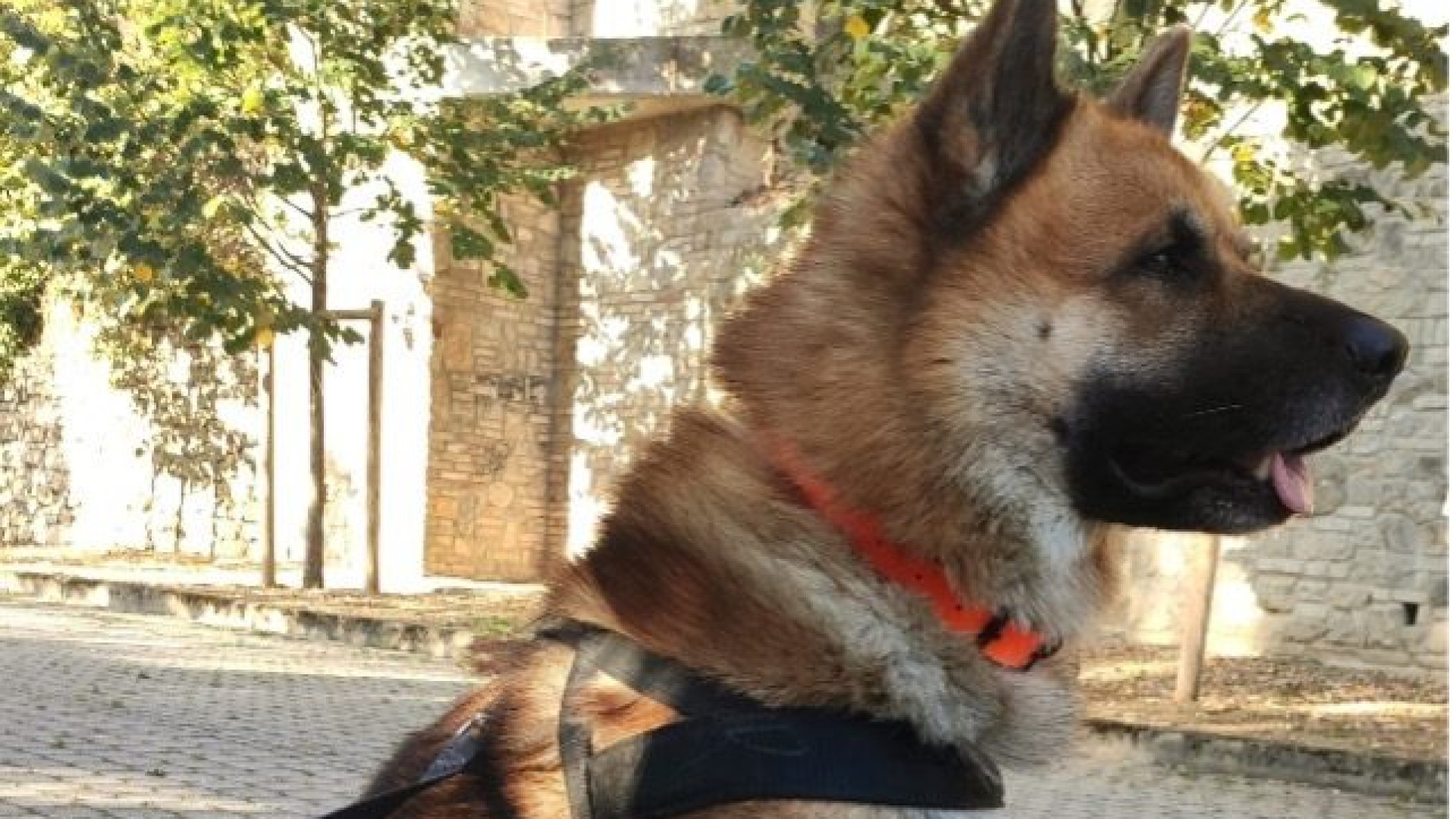 Avvicinare o no gli animali, le regole base delle guardie Enpa e del cane Zack