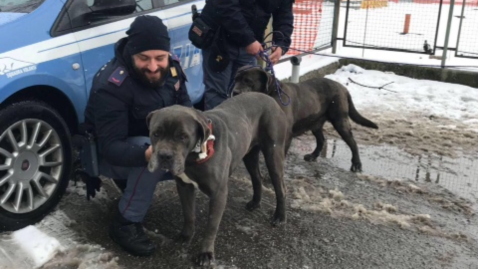 Scappano da Mucinasso e vagano per la tangenziale: cani tratti in salvo