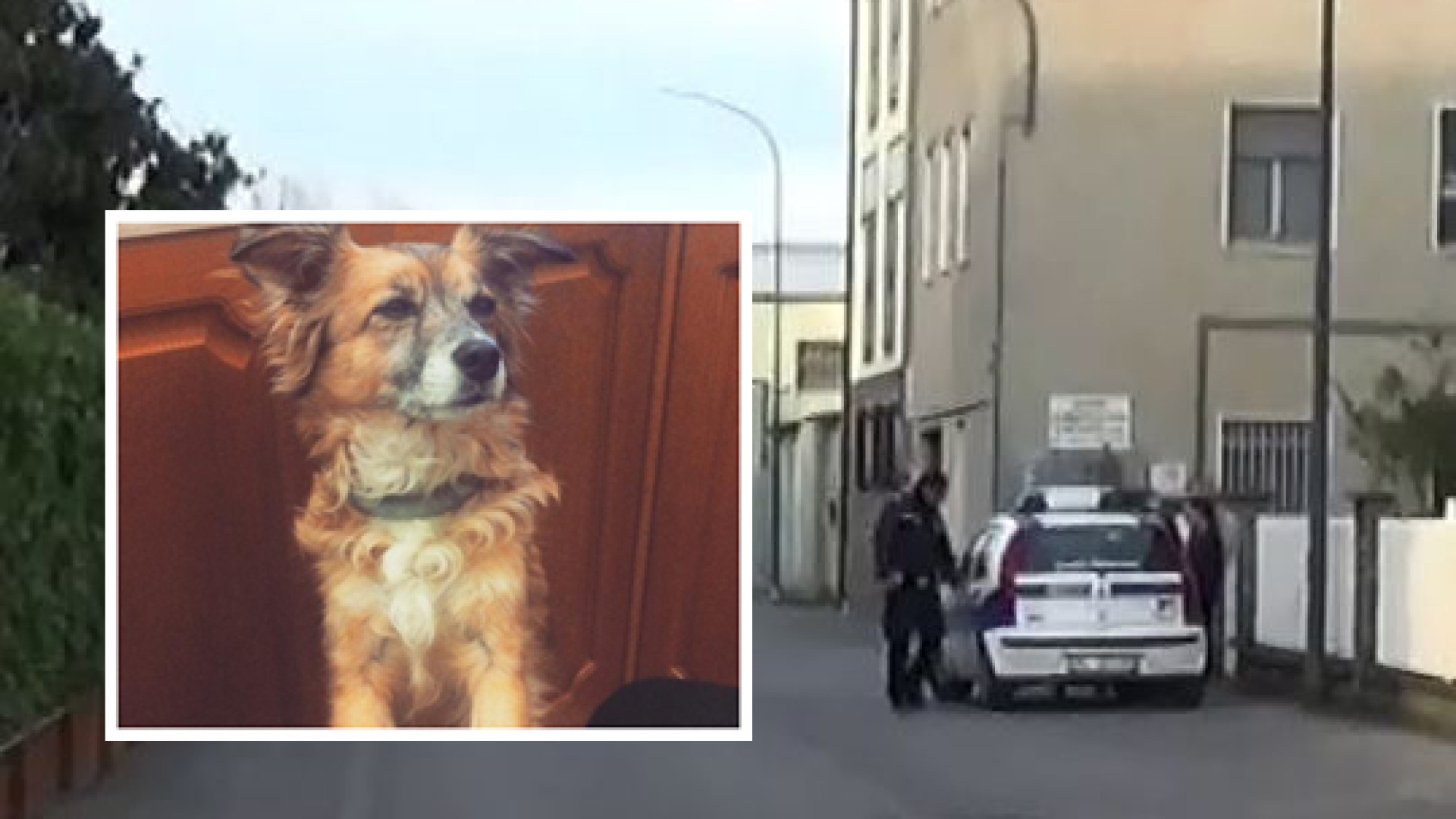 Cane di grossa taglia fugge dal cortile e azzanna la piccola Shila: il padrone della cagnolina ferito per salvarla