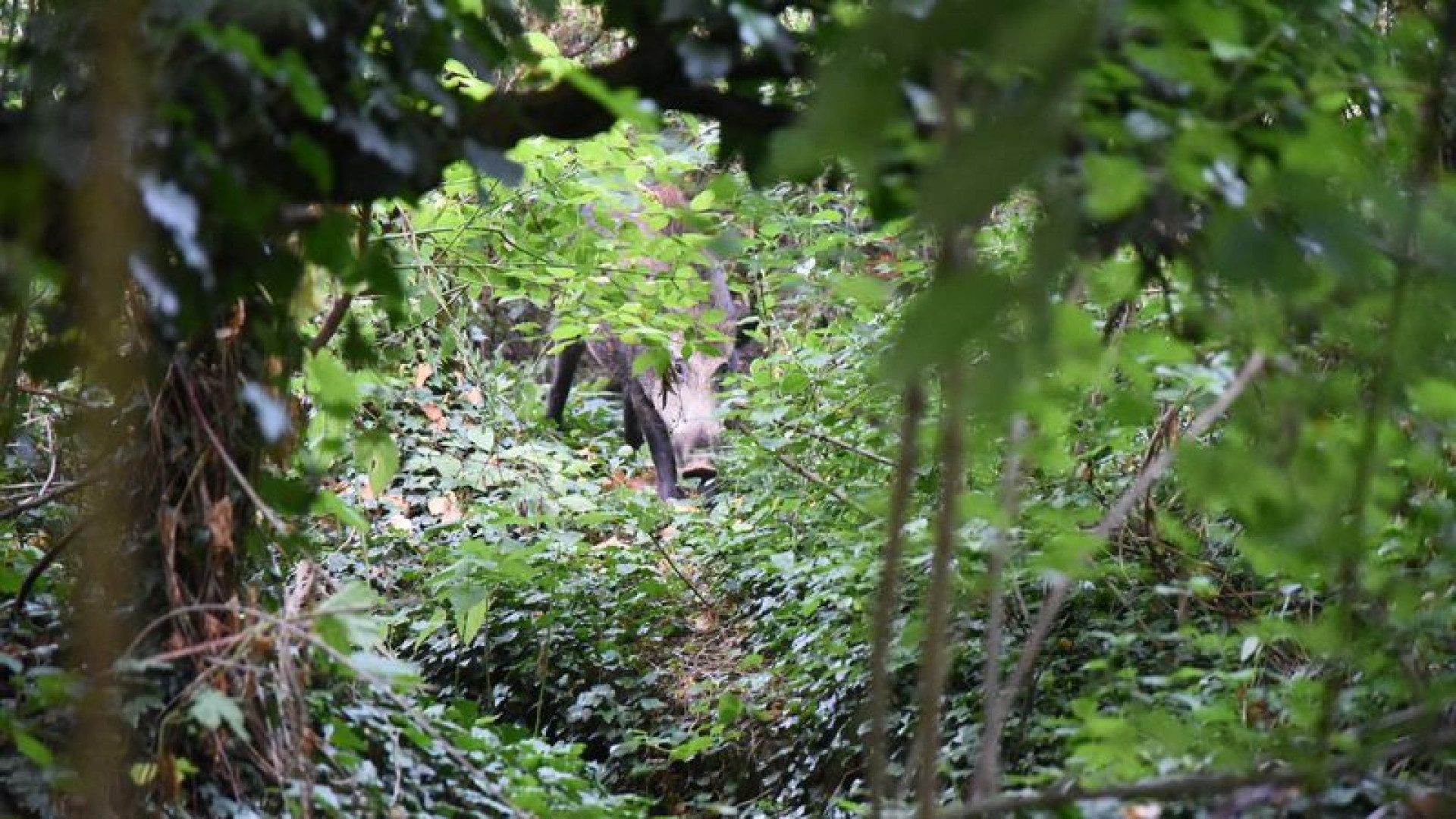 Cinghiale al parco, 1.244 euro al veterinario che tentò vanamente la cattura